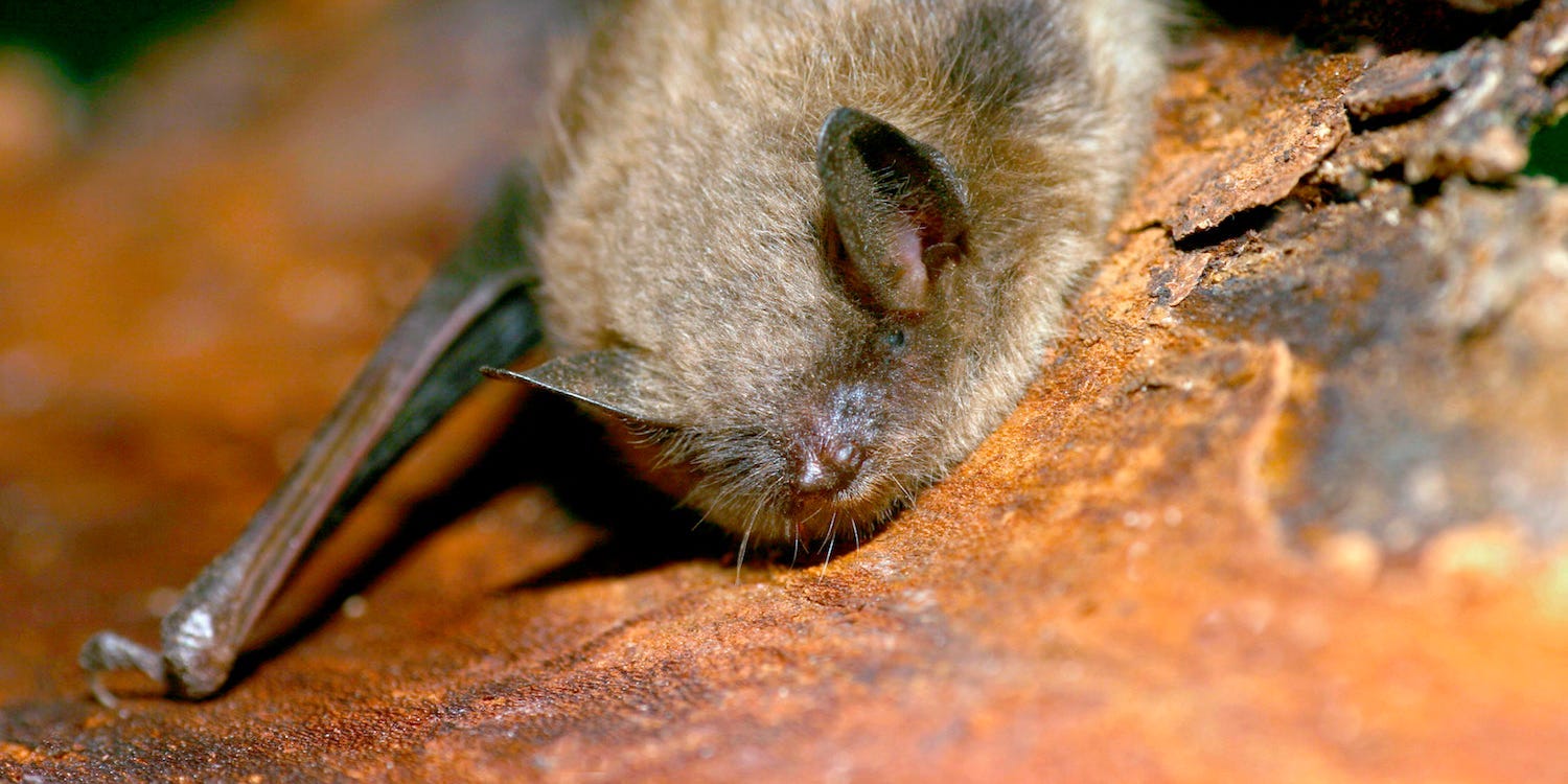 Little Brown Bat