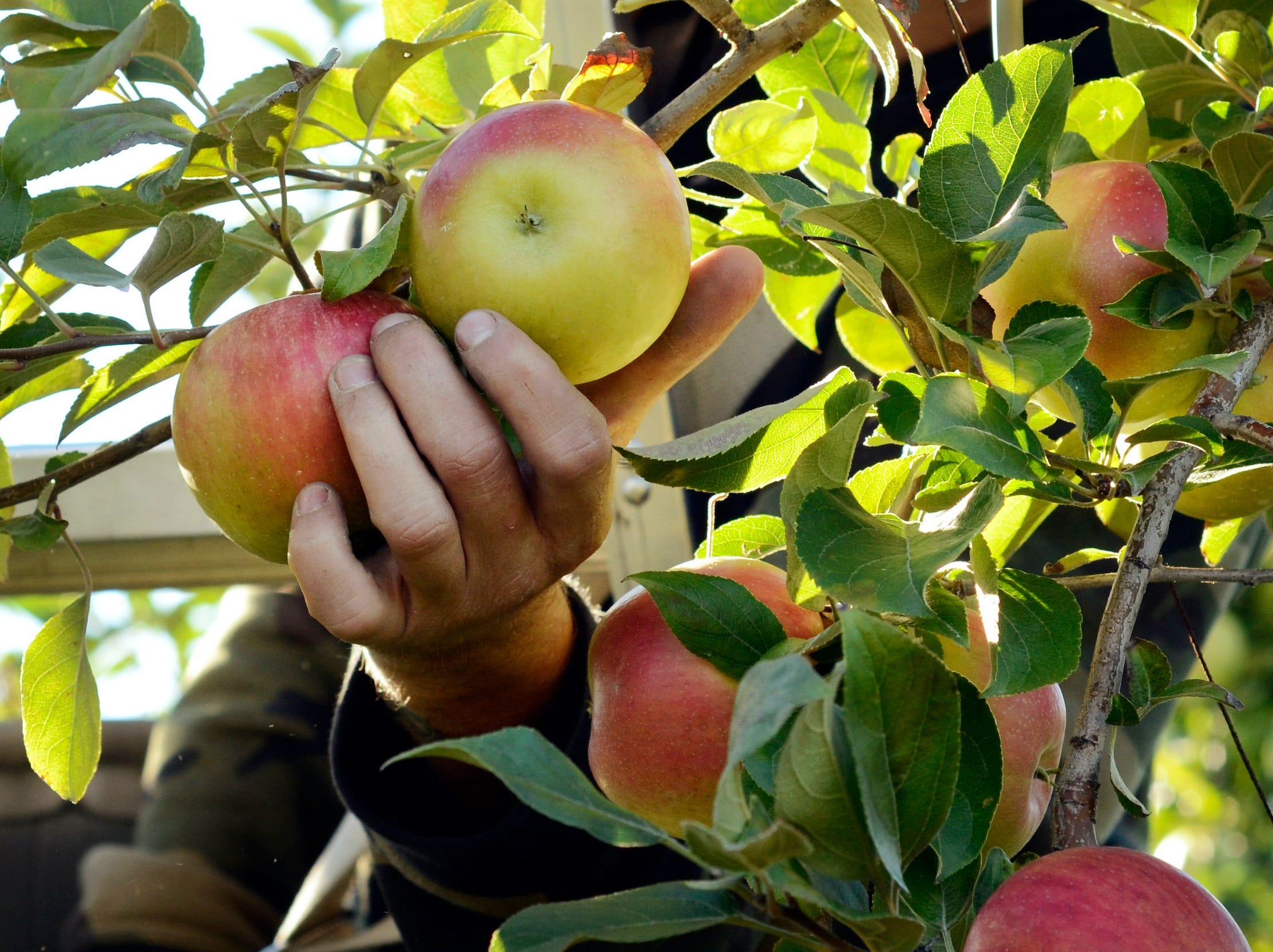 A hand picks red and yellow apples off a tree