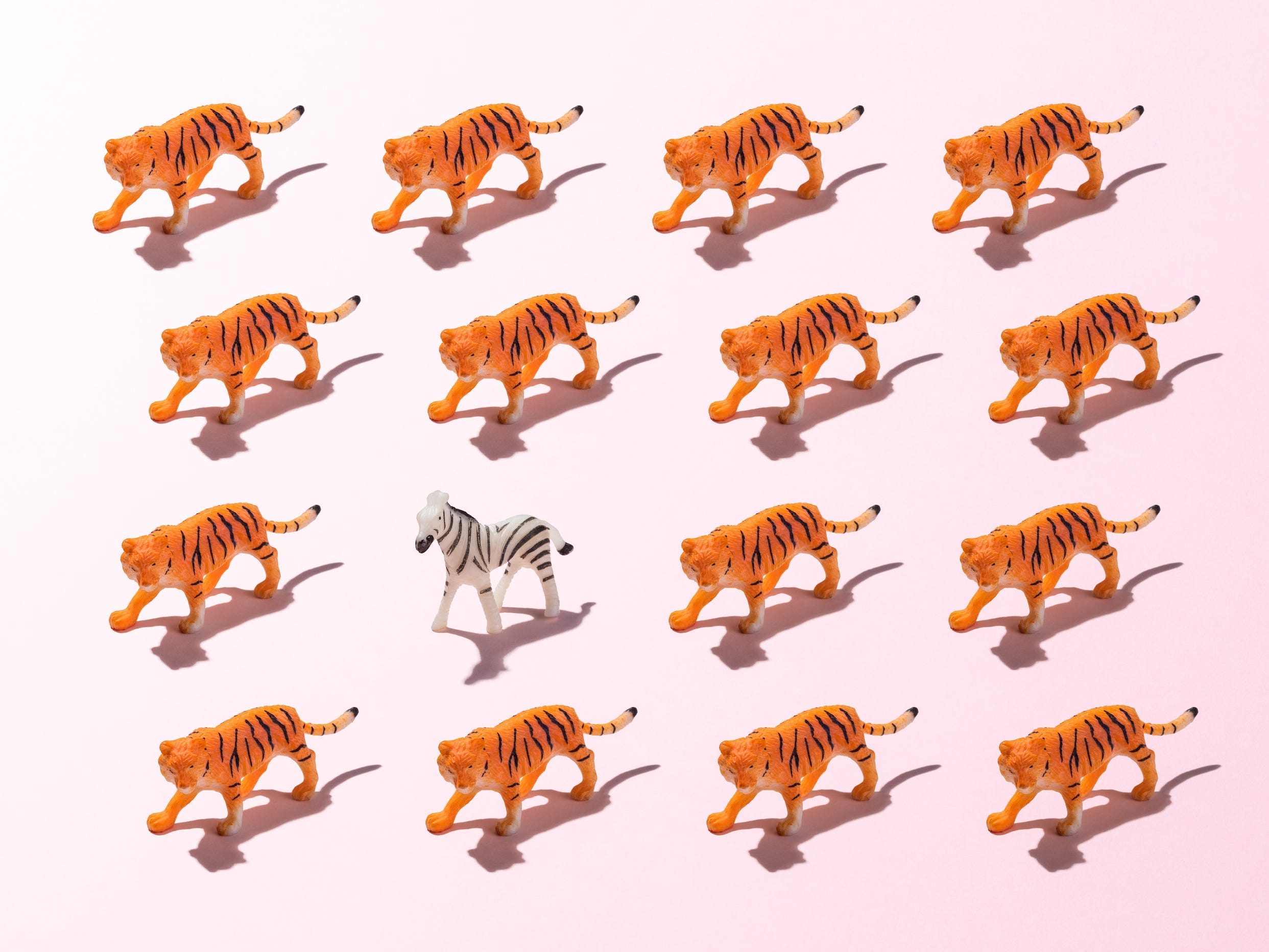 One zebra figurine is pictured among 15 surrounding tiger figurines
