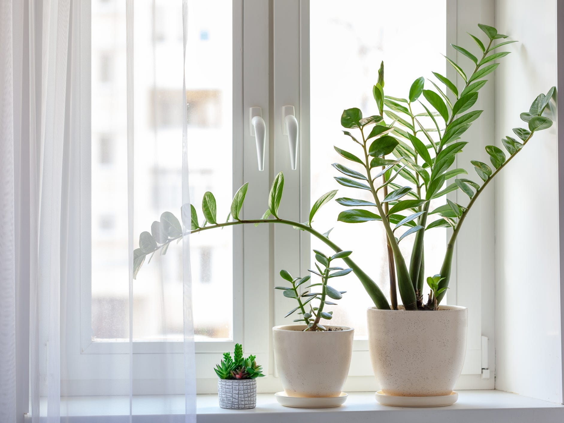 Three potted plants with a ZZ plant on the right