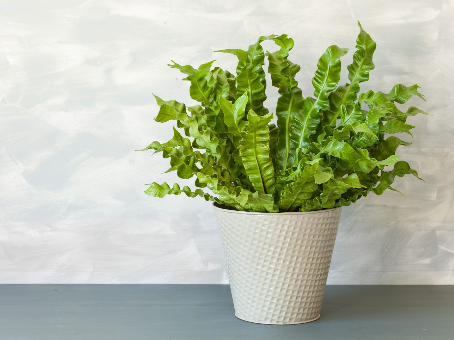 Potted bird's nest fern