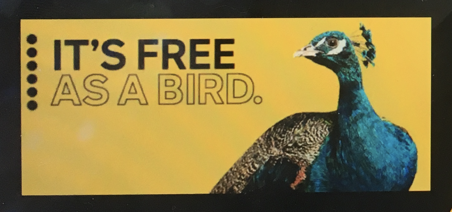 Slide describing NBCUniversal's Peacock as "Free as a bird."