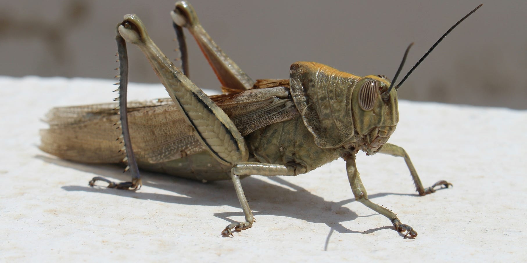 A cricket is shown perching on a white flat surface