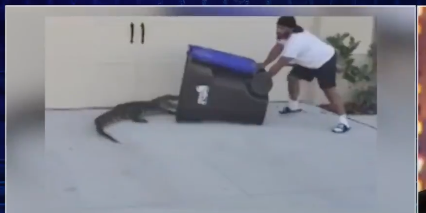 A still image of the footage showing a man holding onto a trash can on its side with the alligator beside it.