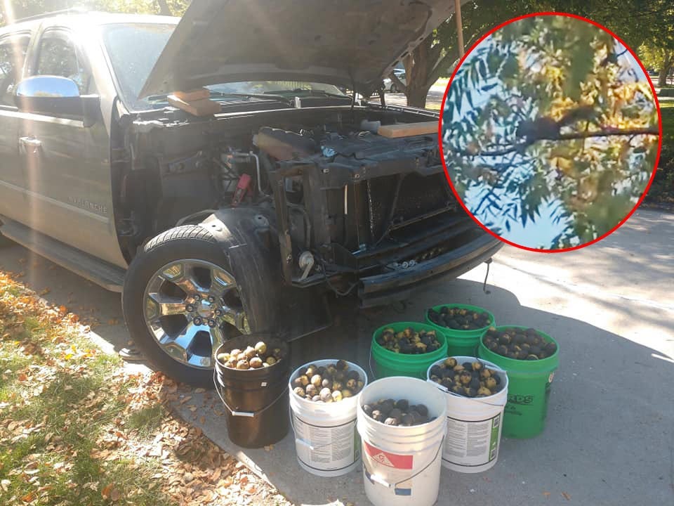 The truck next to the buckets of nuts and a picture of the squirrel on the left
