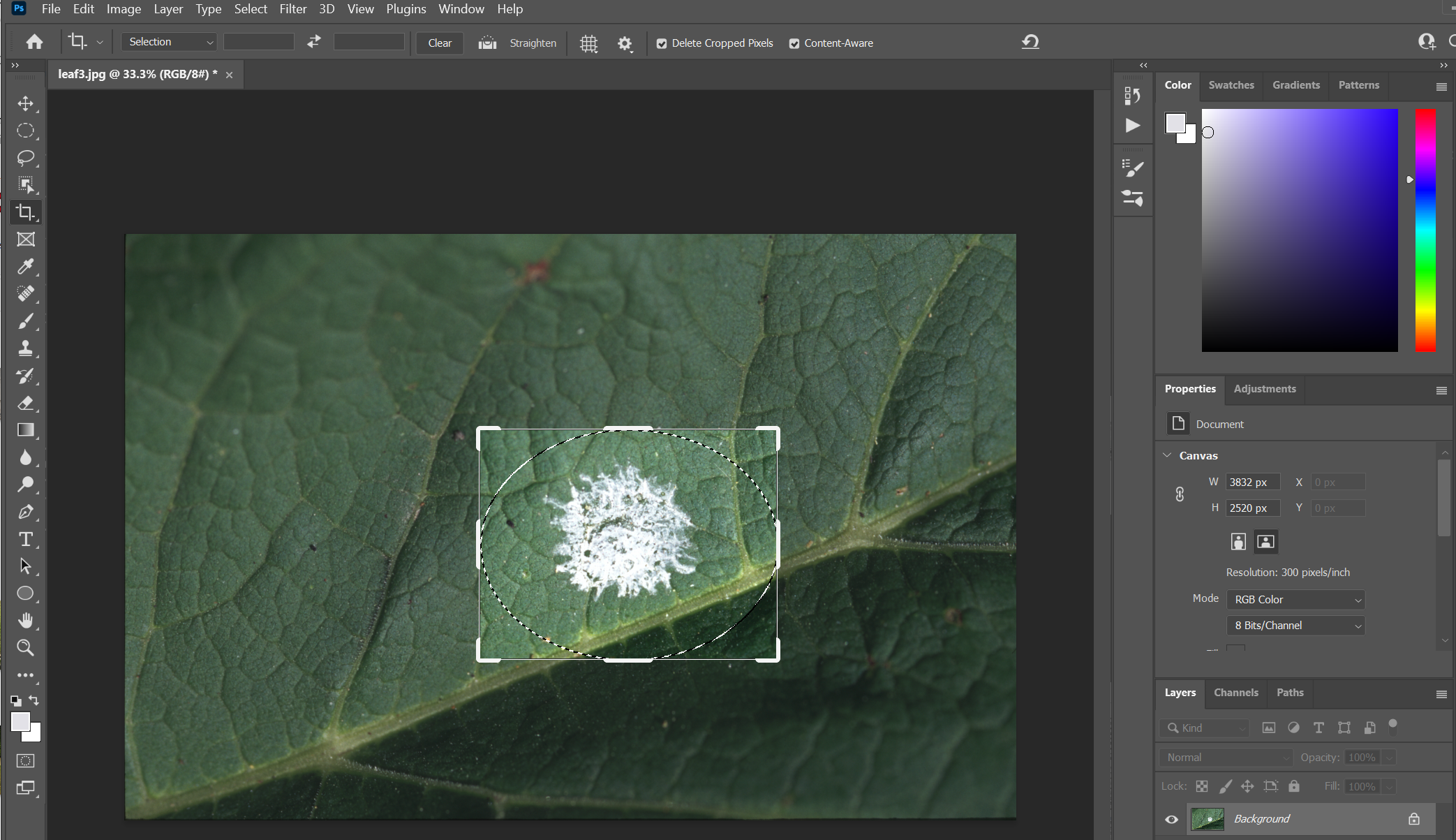 Screenshot of the Crop tool in Photoshop