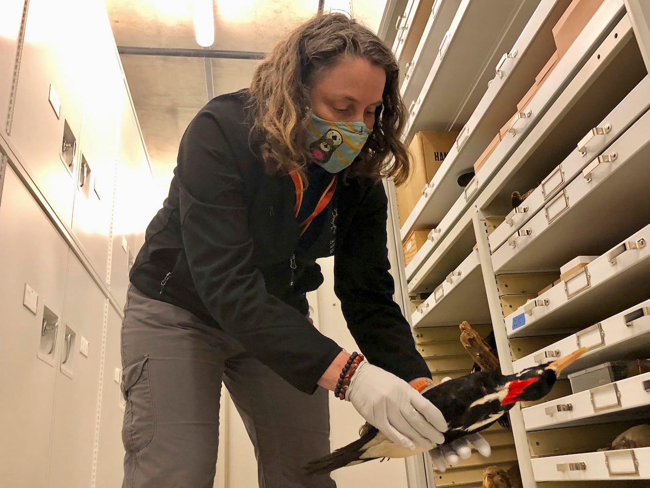 Moe Flannery, senior collections manager for ornithology and mammalogy at the California Academy of Sciences, holds an ivory-billed woodpecker, one of the species in their specimen collection, in San Francisco, Friday, Sept. 24, 2021.