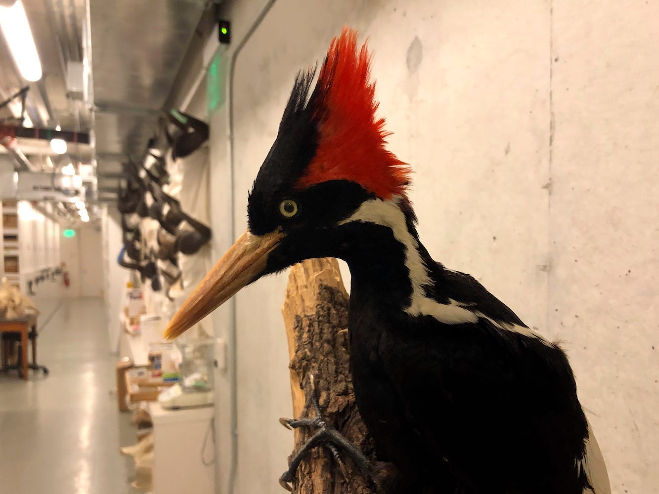 An ivory-billed woodpecker specimen is on a display at the California Academy of Sciences in San Francisco, Friday, Sept. 24, 2021.