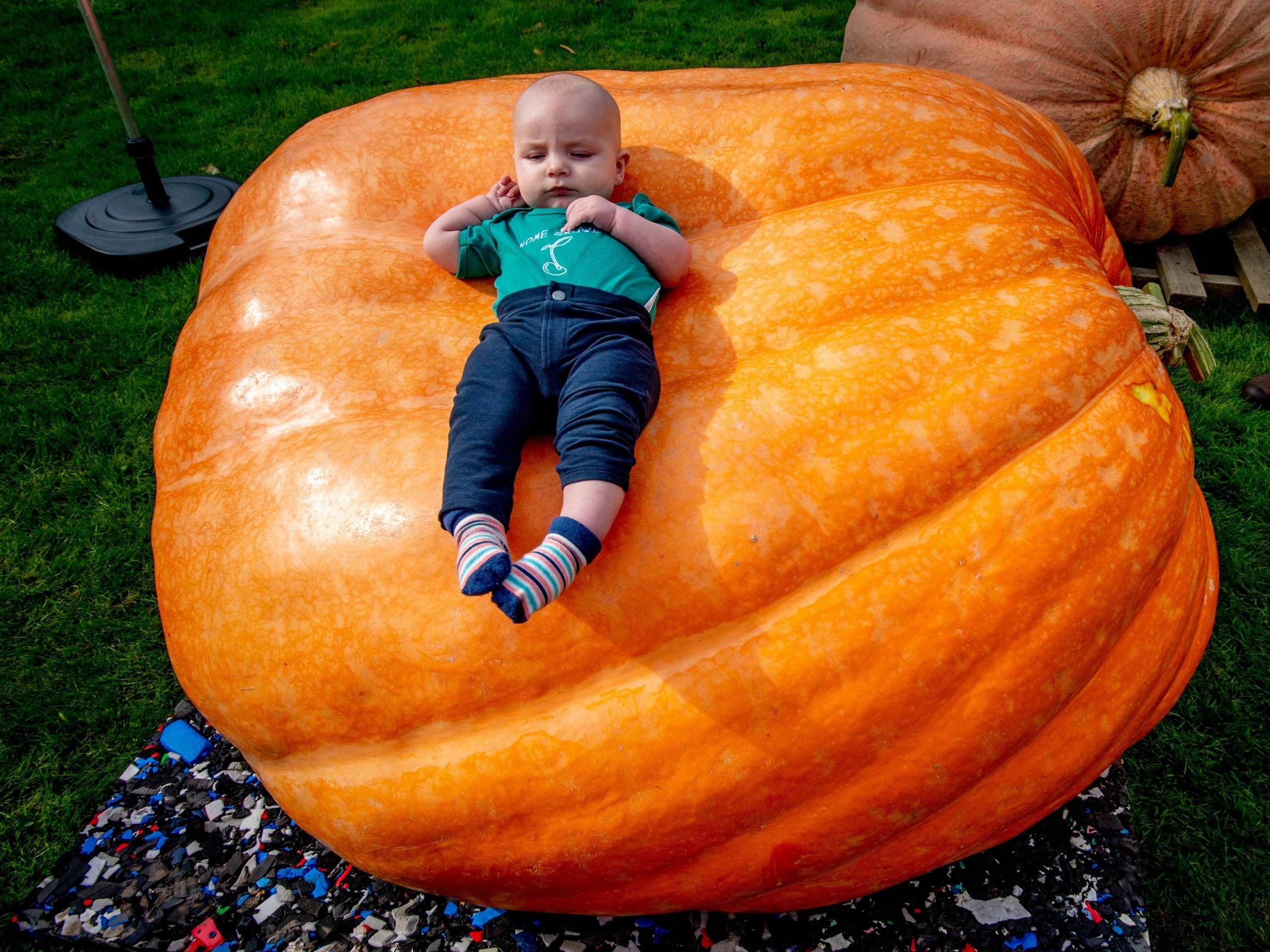 A child is seen lying on a big Pumpkin during the Dutch Pumpkin growing Championship 2020 event.