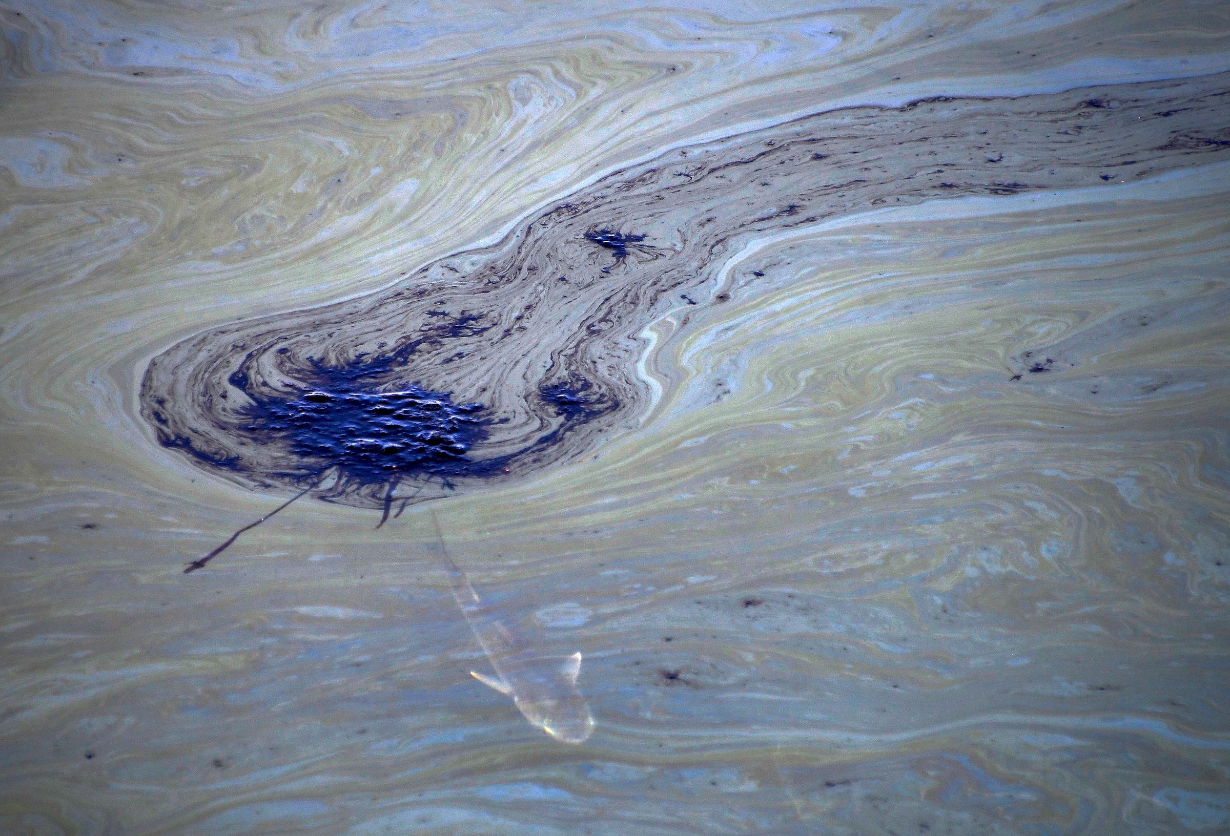 fish swims underneath purple black oil slick coating water