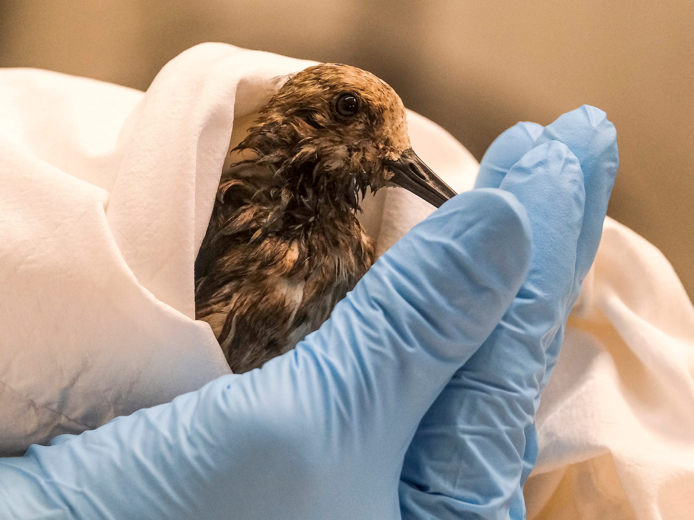 hands in medical gloves hold small brown bird covered in oil wrapped in blanket