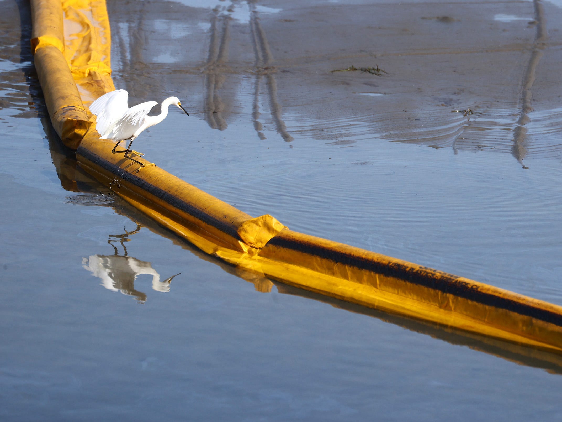 white seabird balances on boom barrier near oil slick