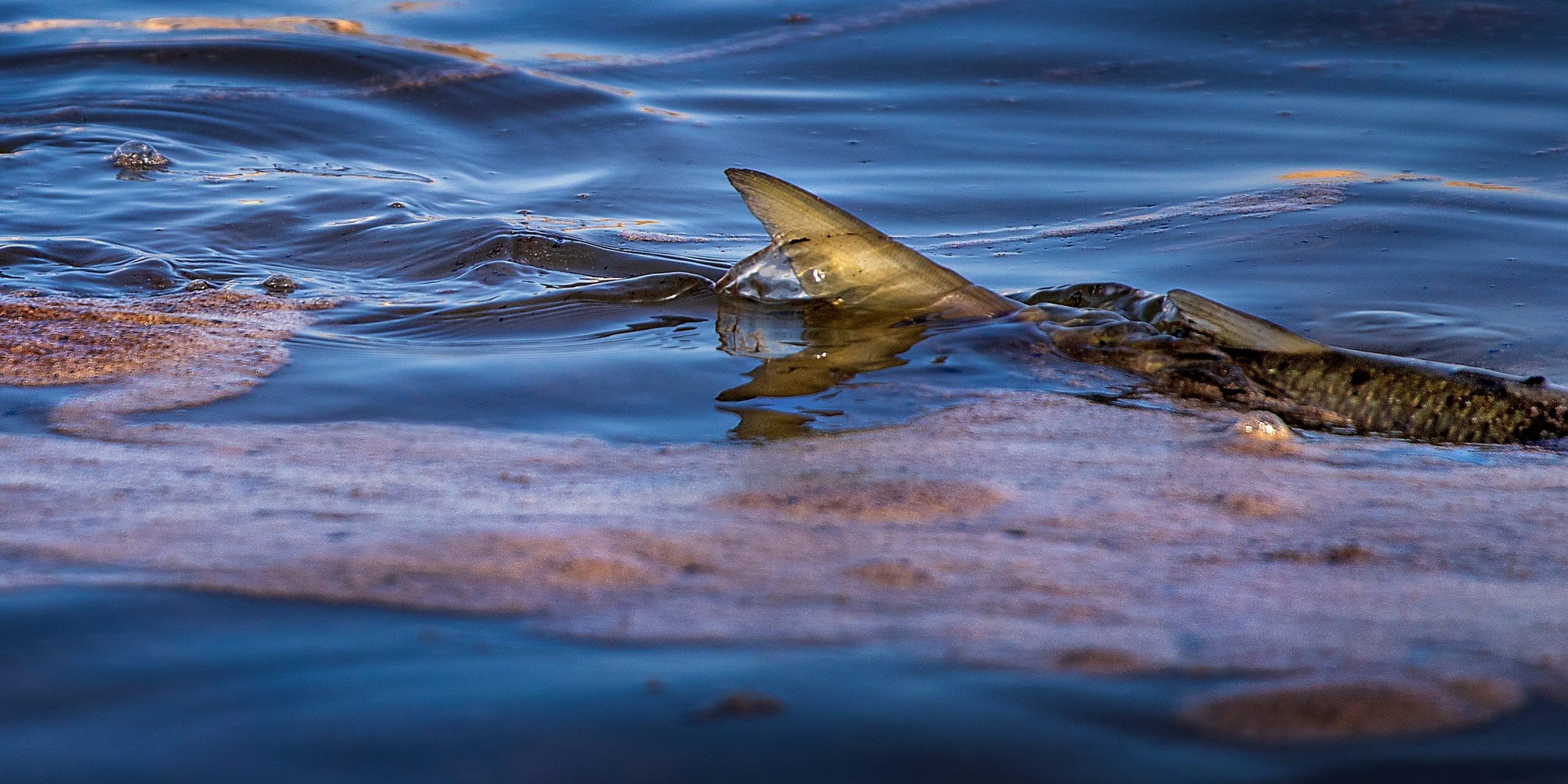 A fish swims amidst oil as a major oil spill washes ashore near Huntington Beach