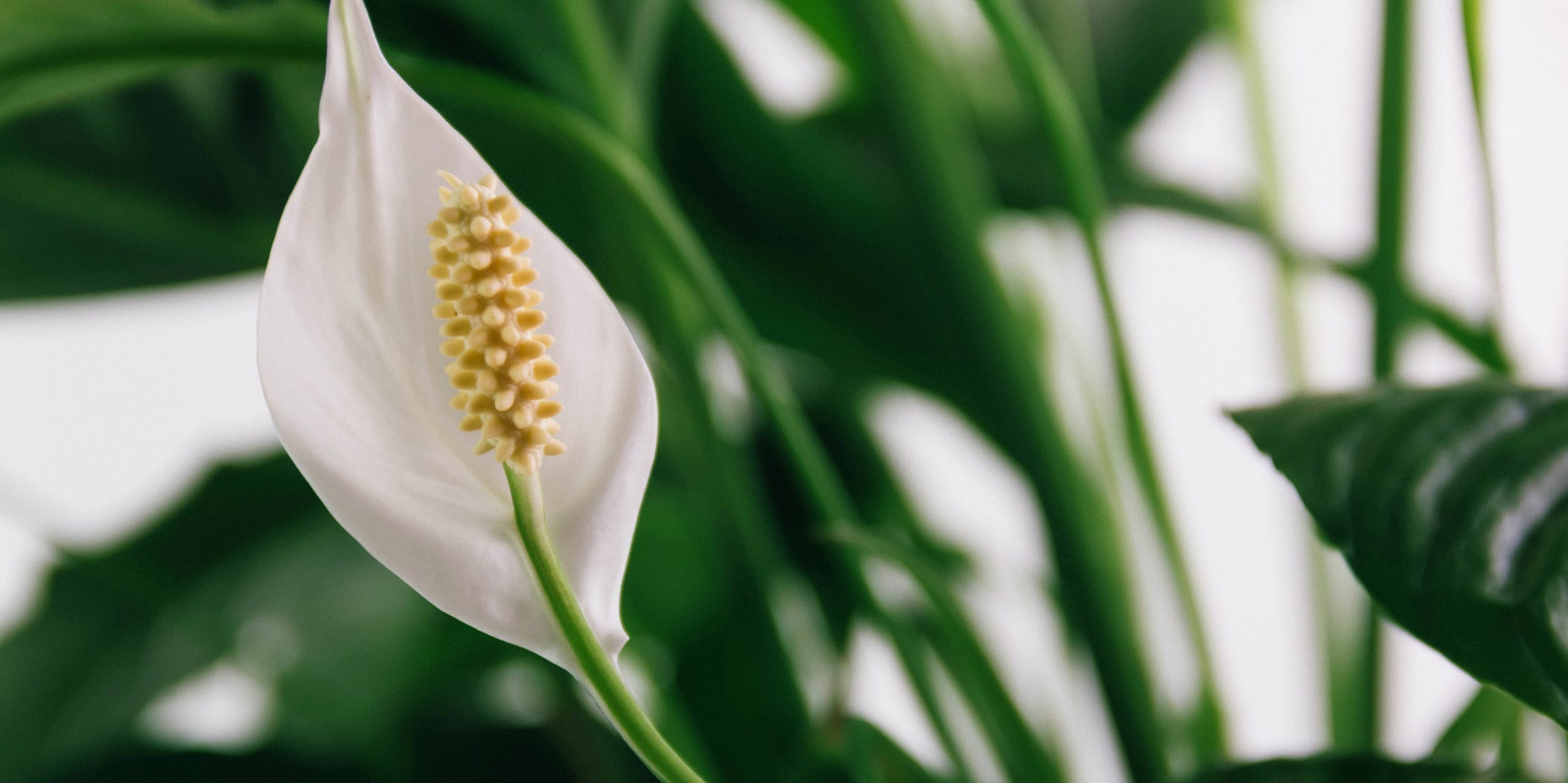 A close up of a peace lily flower