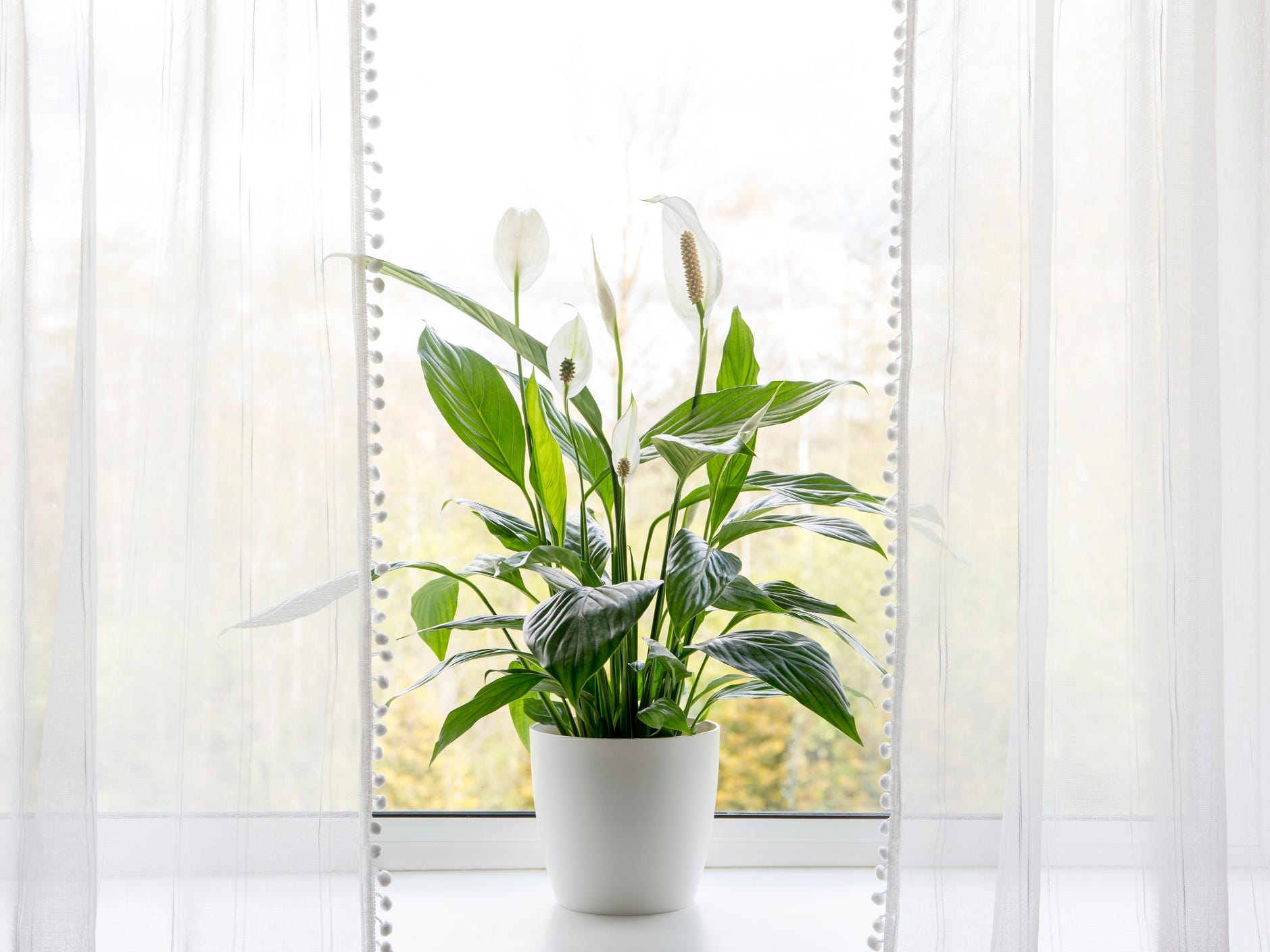 A potted peace lily plant on a windowsill