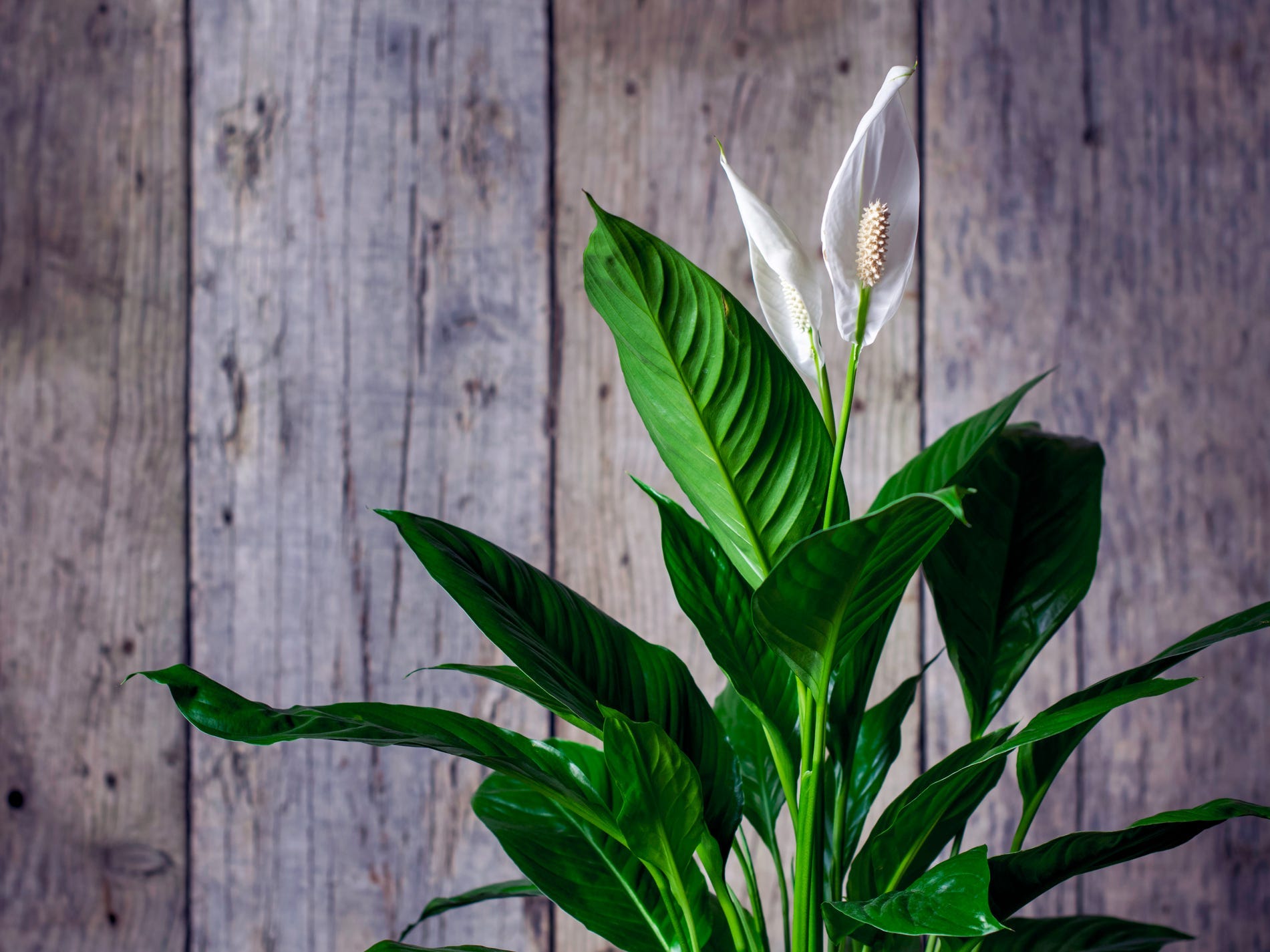 A peace lily against a slatted wood background