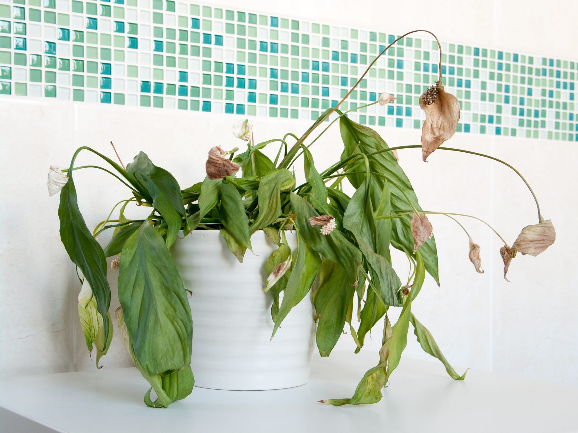 A wilting, under-watered peace lily plant