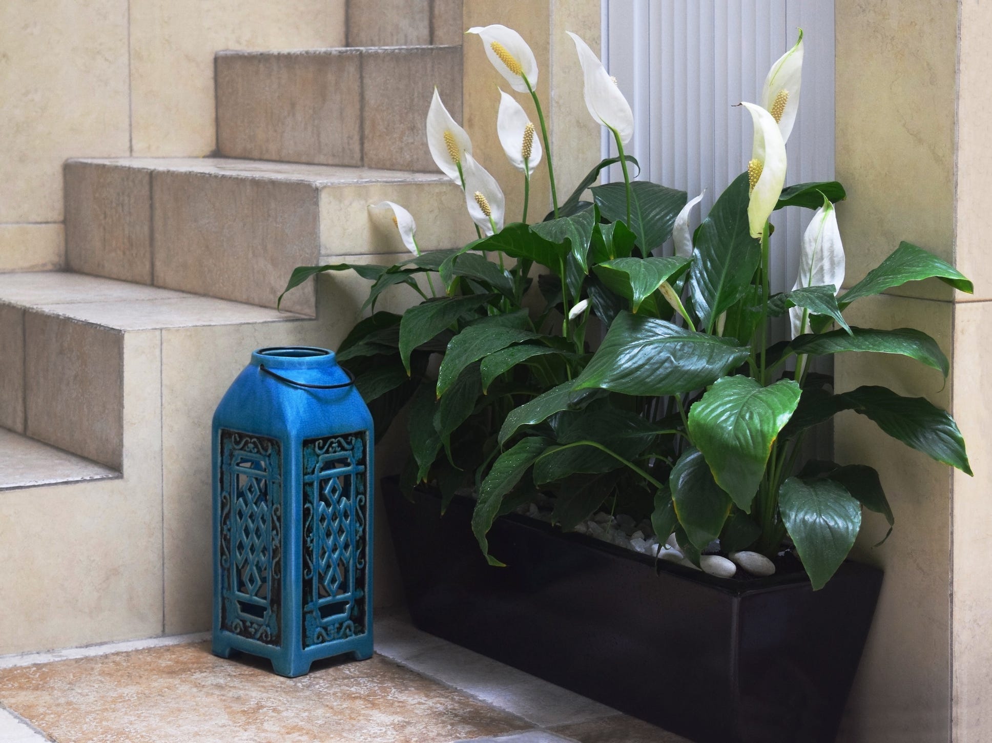 A large peace lily plant in a planted indoors