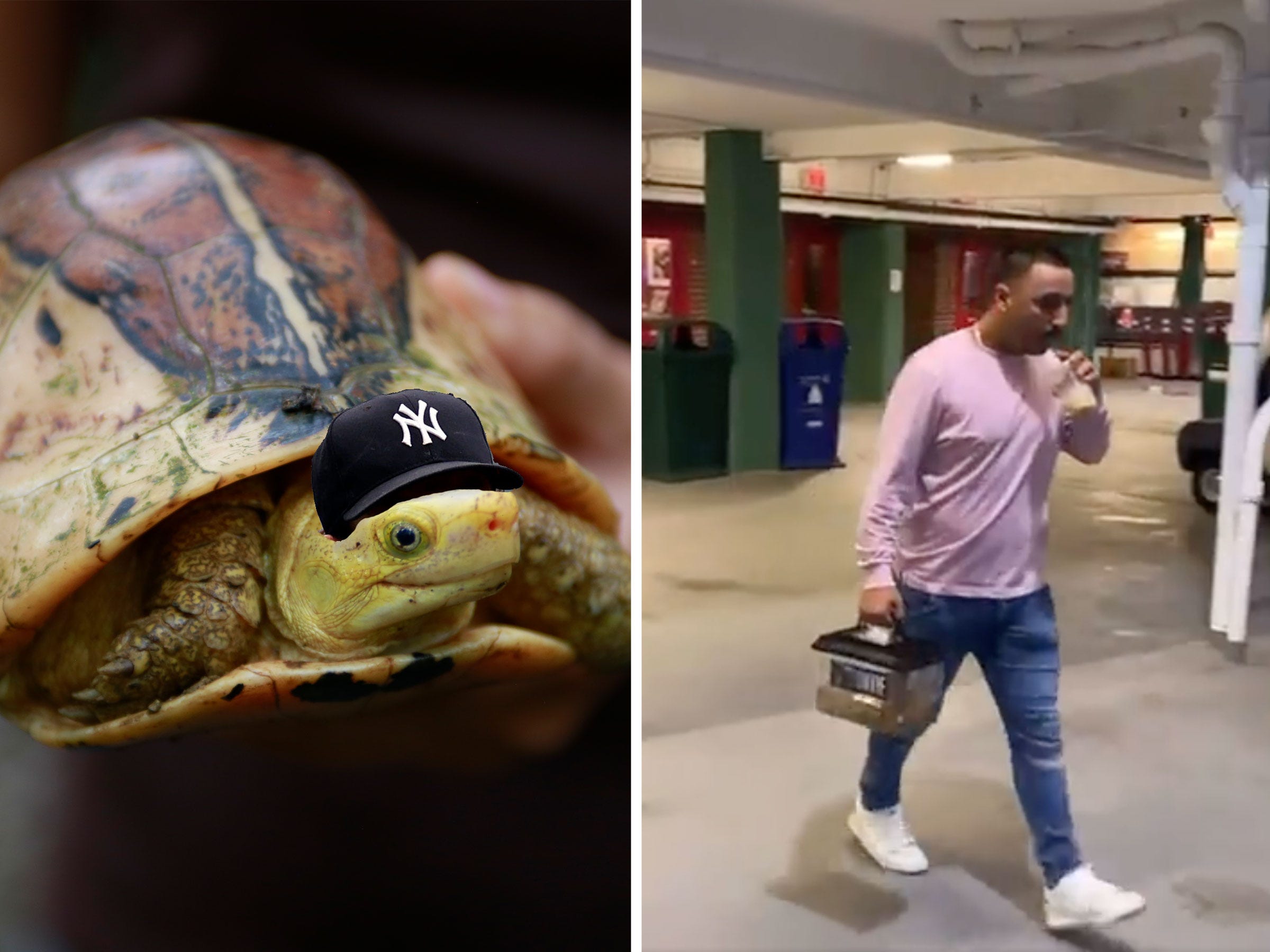 The New York Yankees' unofficial mascot, Bronxie.