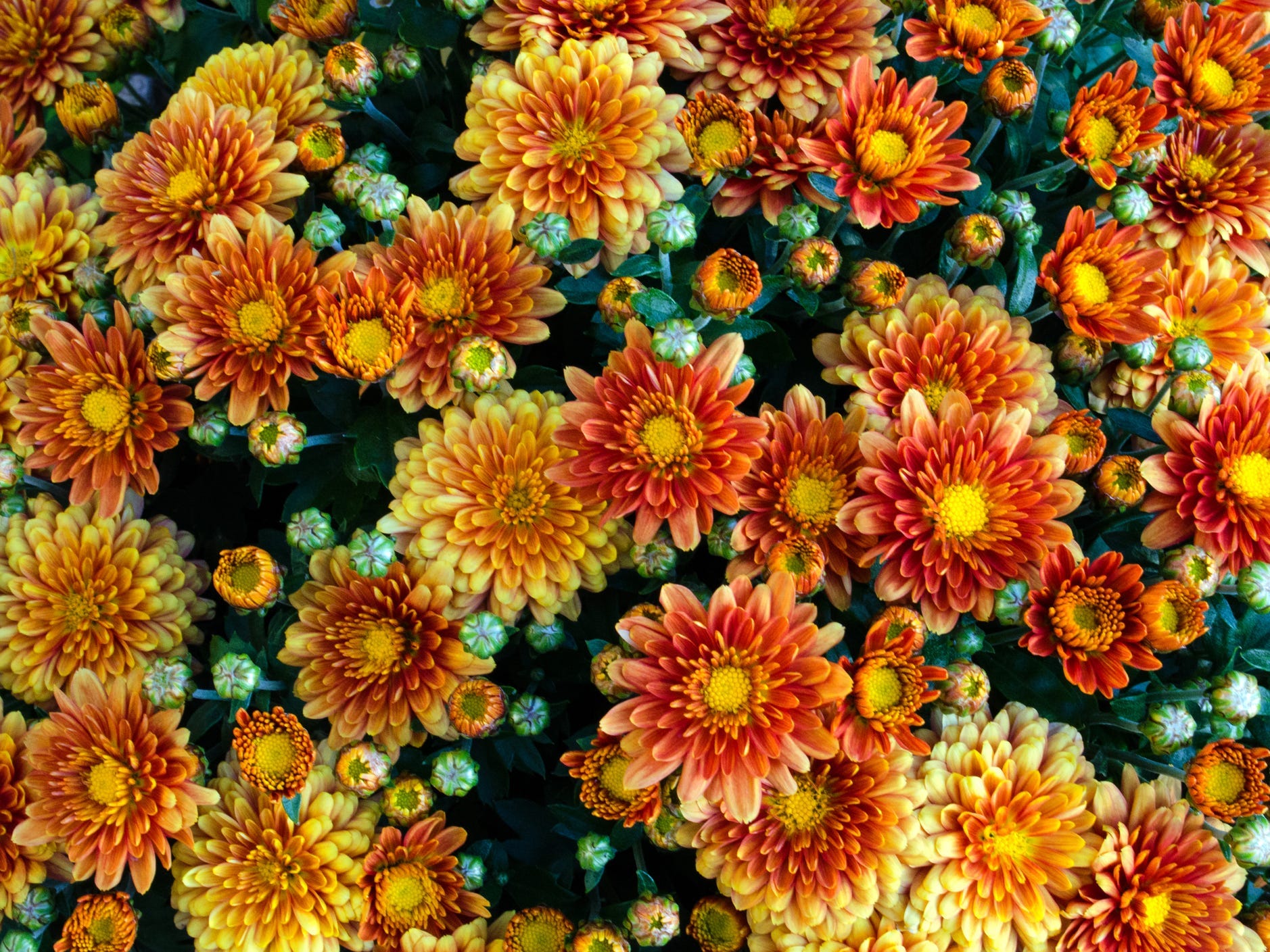 A bunch of yellow and orange chrysanthemums.