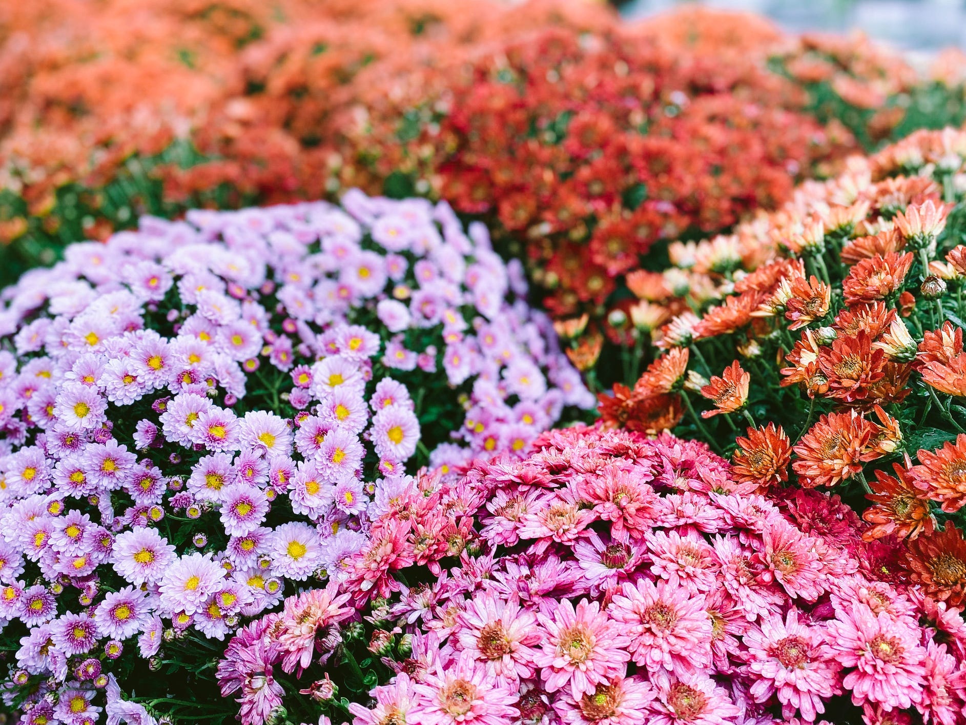 Bunches of different colored chrysanthemums.