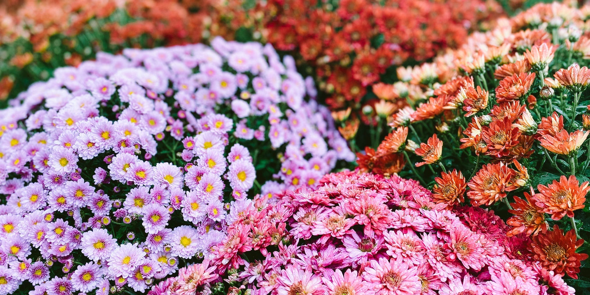 Bunches of different colored chrysanthemums.