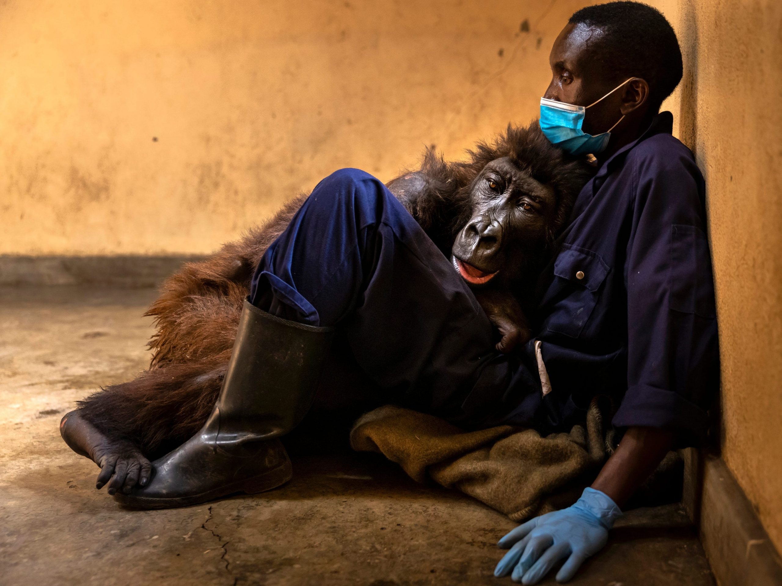 Mountain gorilla, Ndakasi, lies in Andre Bauma's arms on the ground.