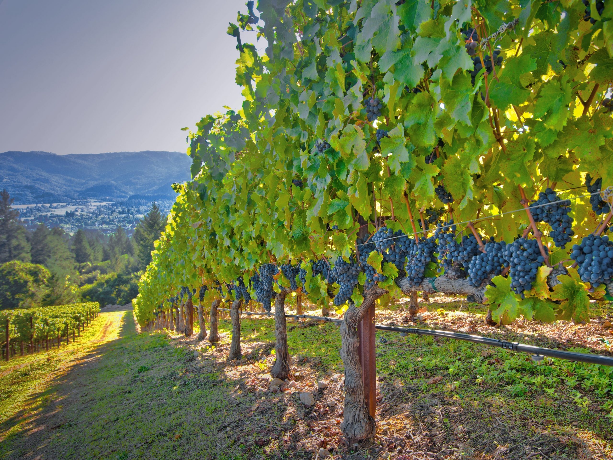 vineyard winemaker