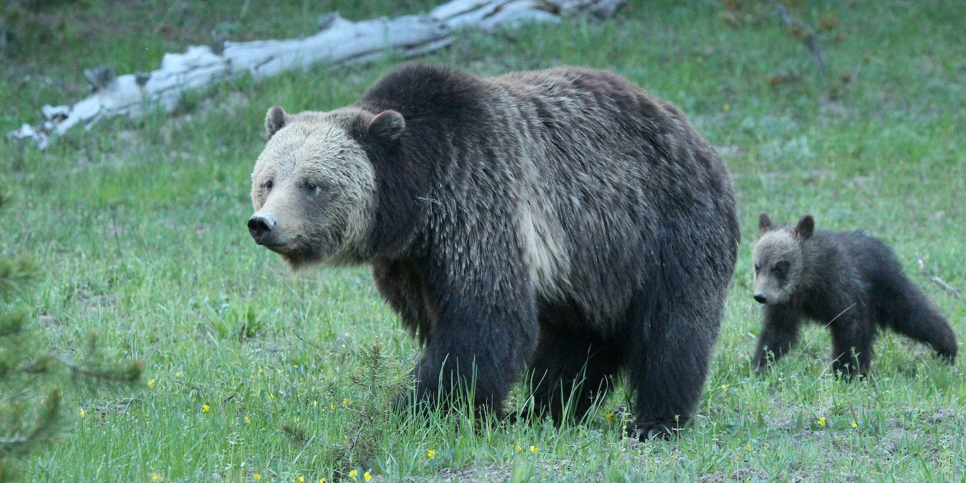 A mother grizzly and her cub in grass