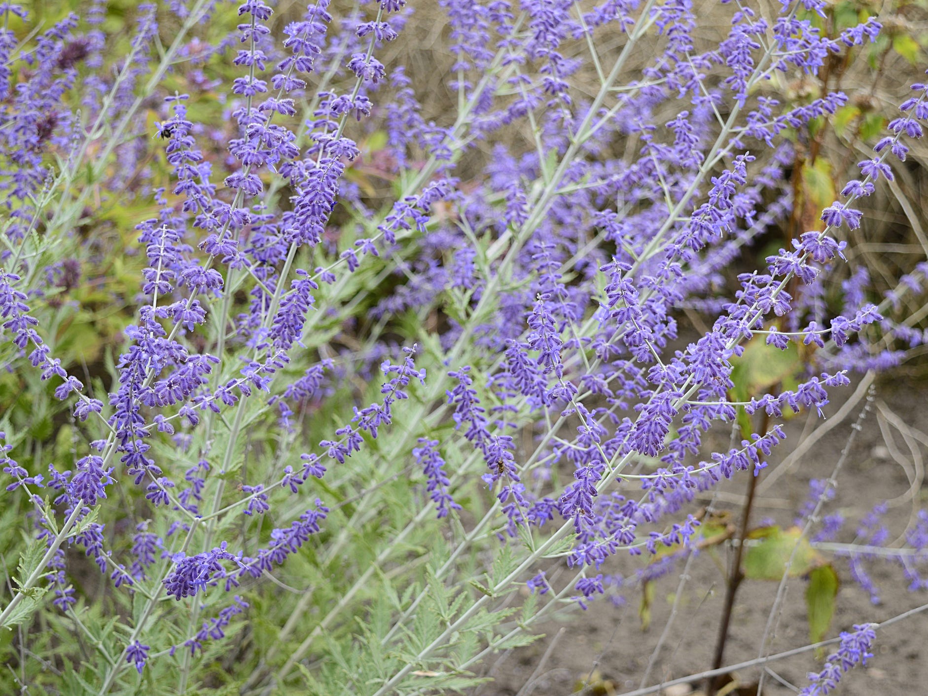 A Russian sage plant