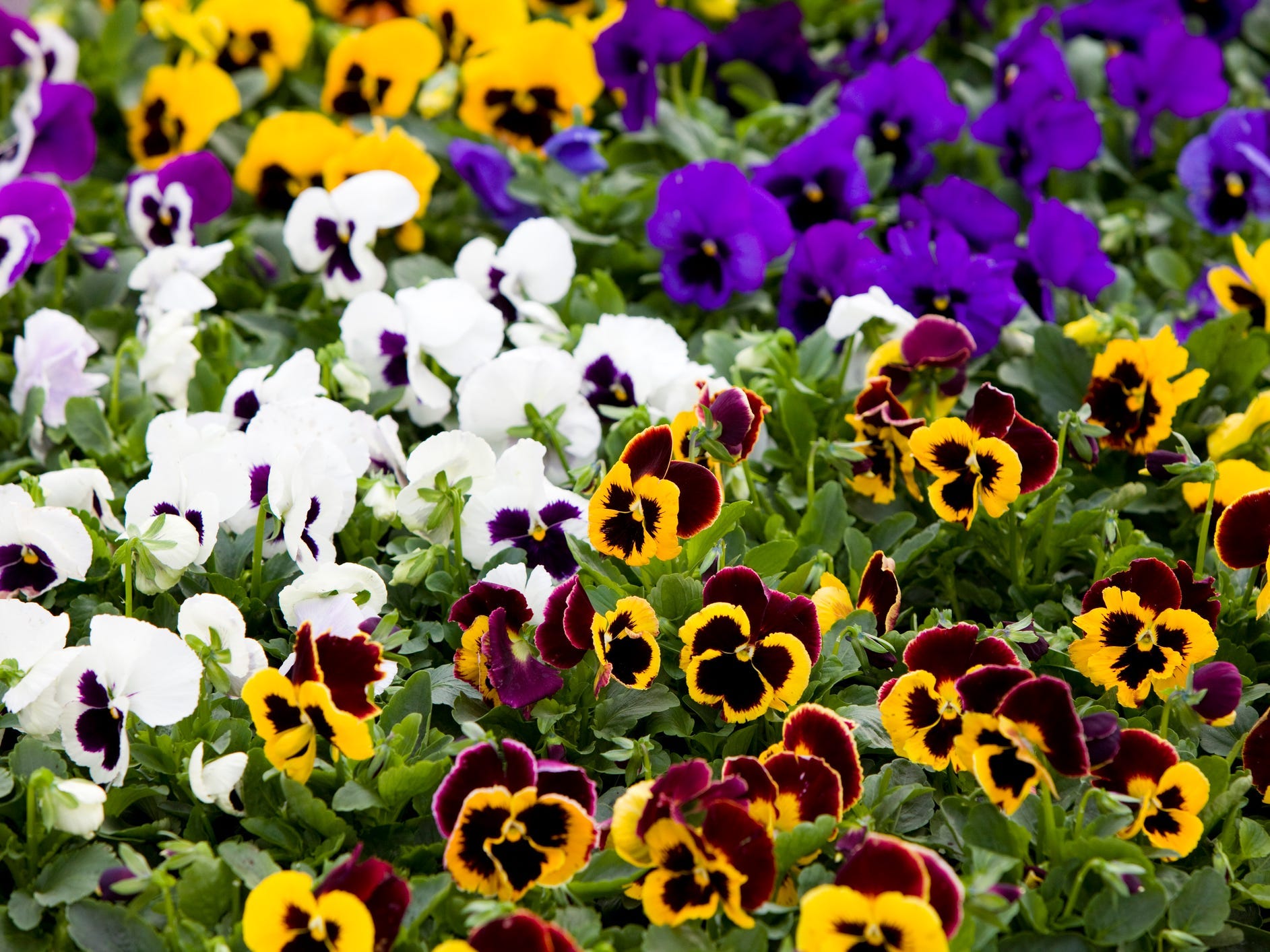 A field of purple, white, and yellow pansy flowers