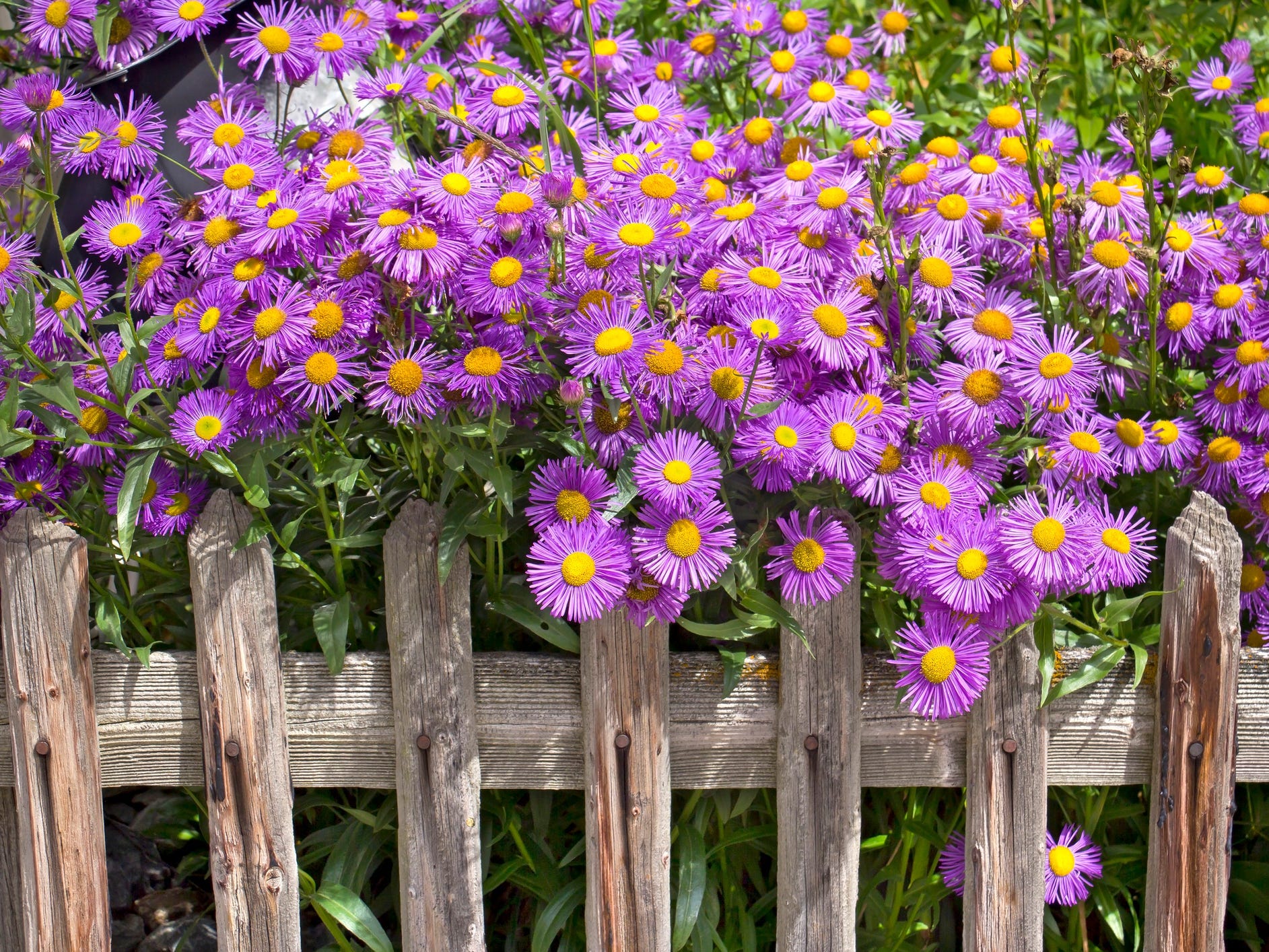 Purple aster flowers blooming over the top of a wooden fence