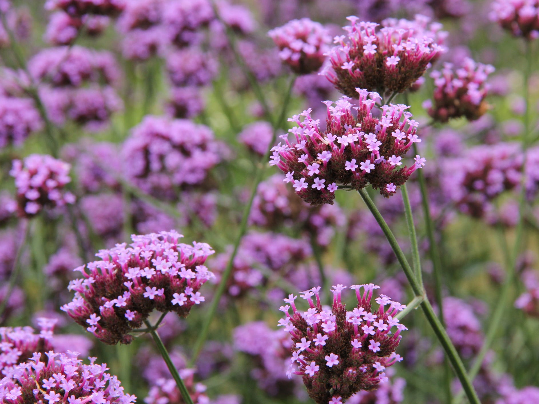 Purple verbena flowers growing in clusters