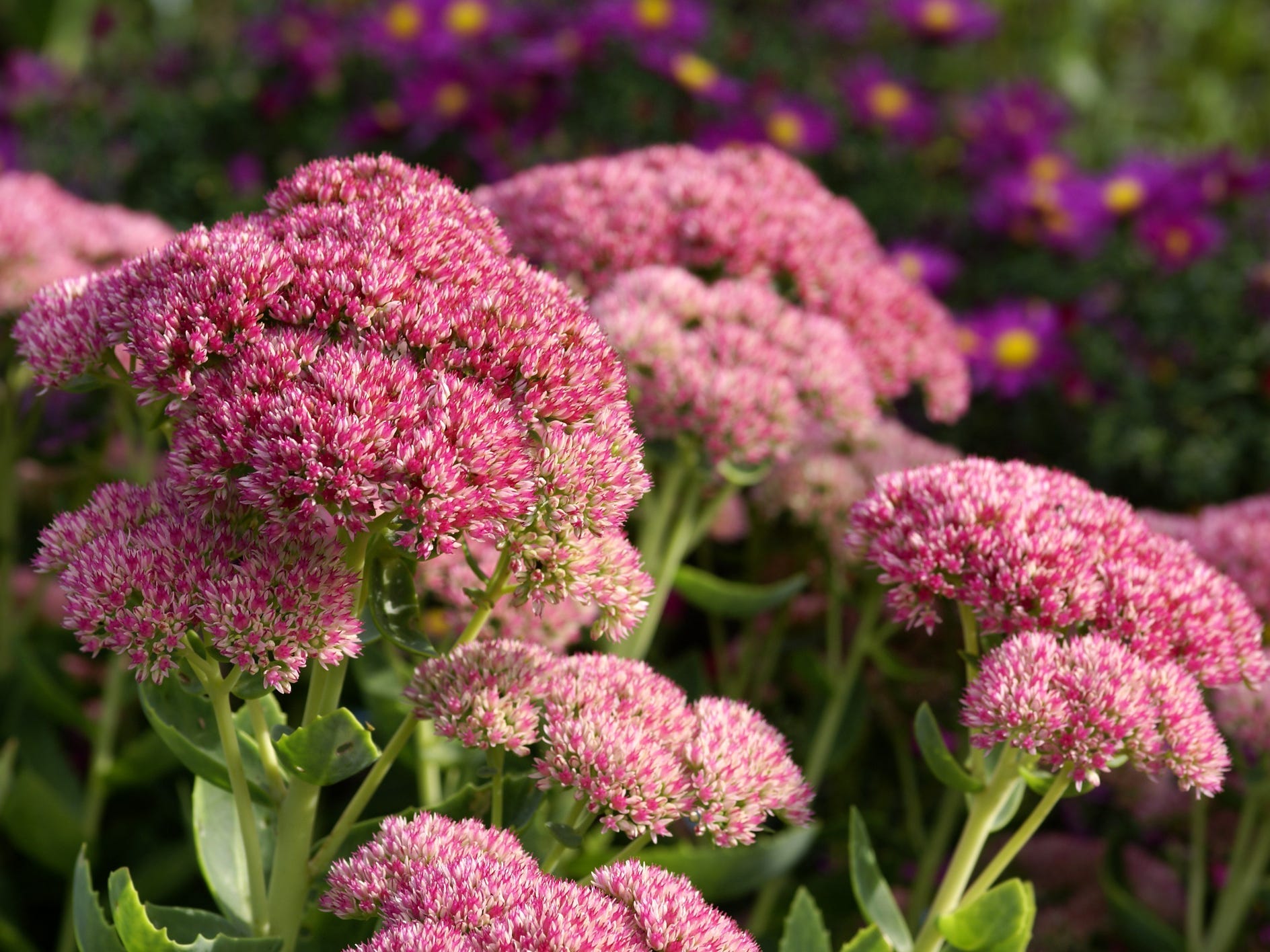 A closeup of stonecrop flowers in a garden