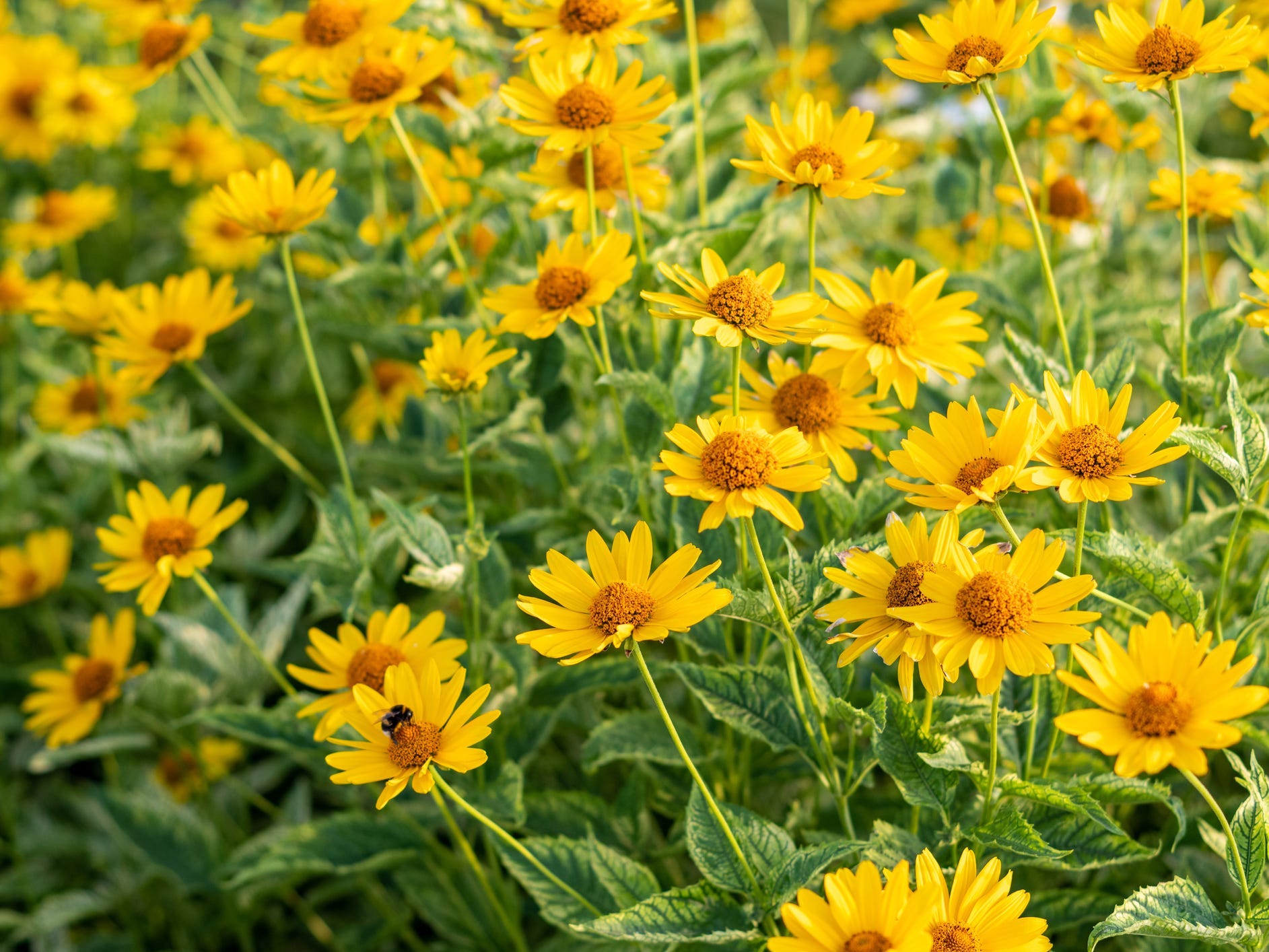 A field of heliopsis flowers