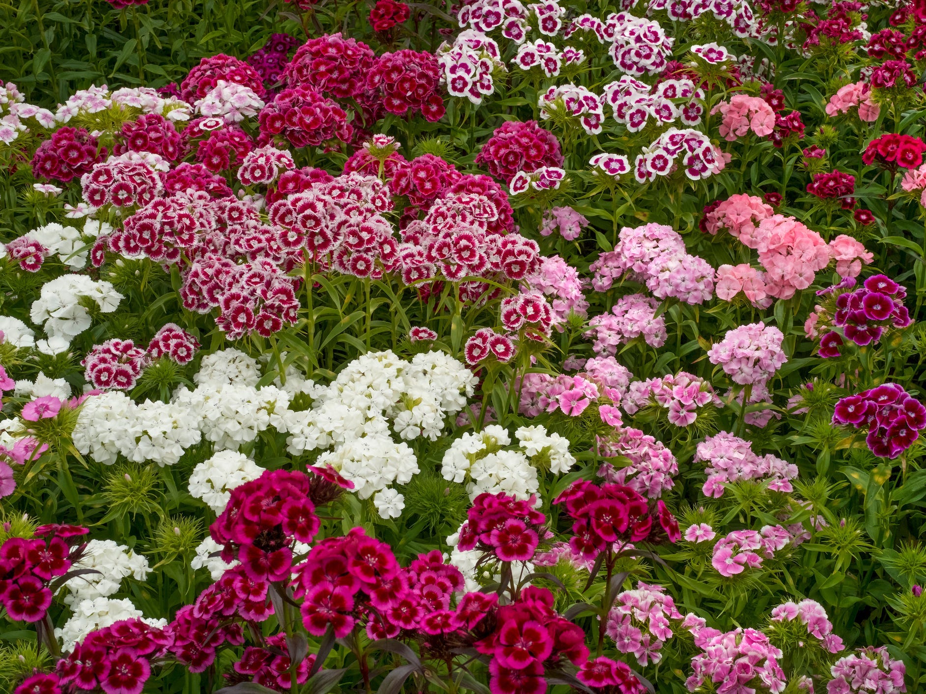 A field of multicolored dianthus flowers