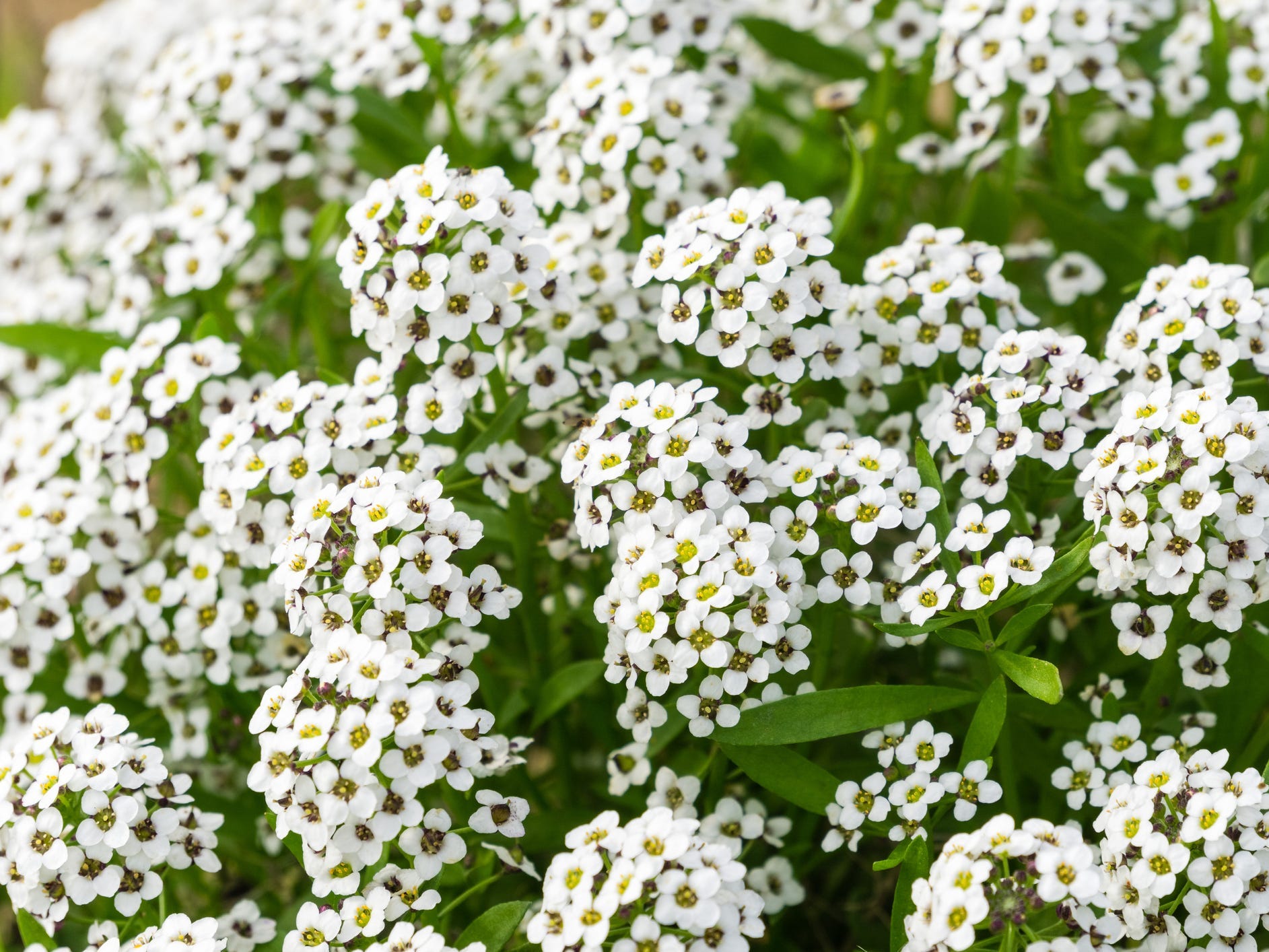 Sweet alyssum flowers growing in a garden