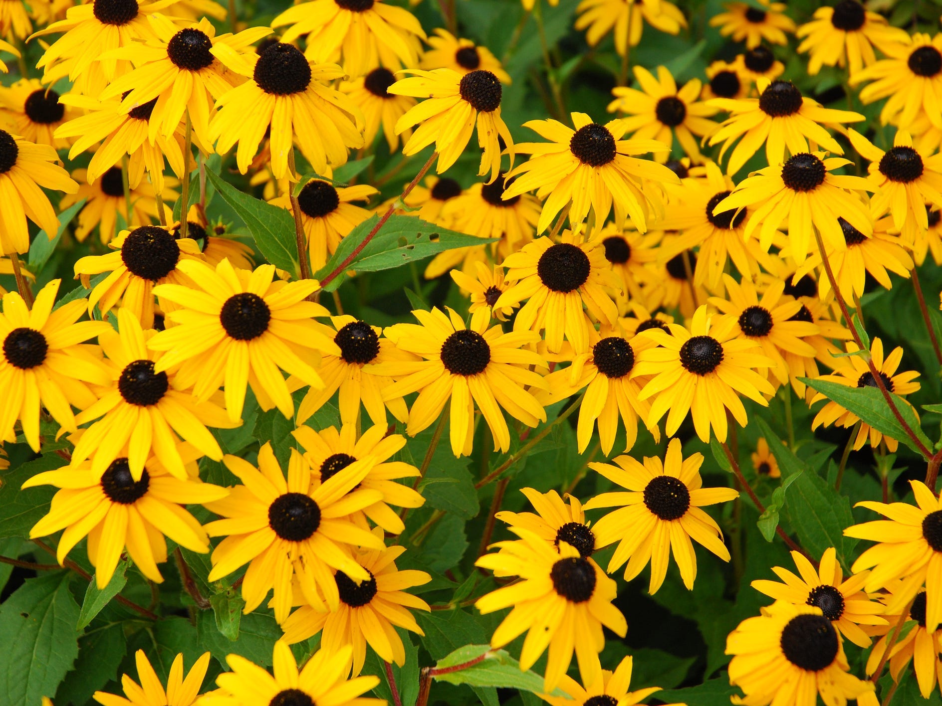 A field of black eyed susan flowers