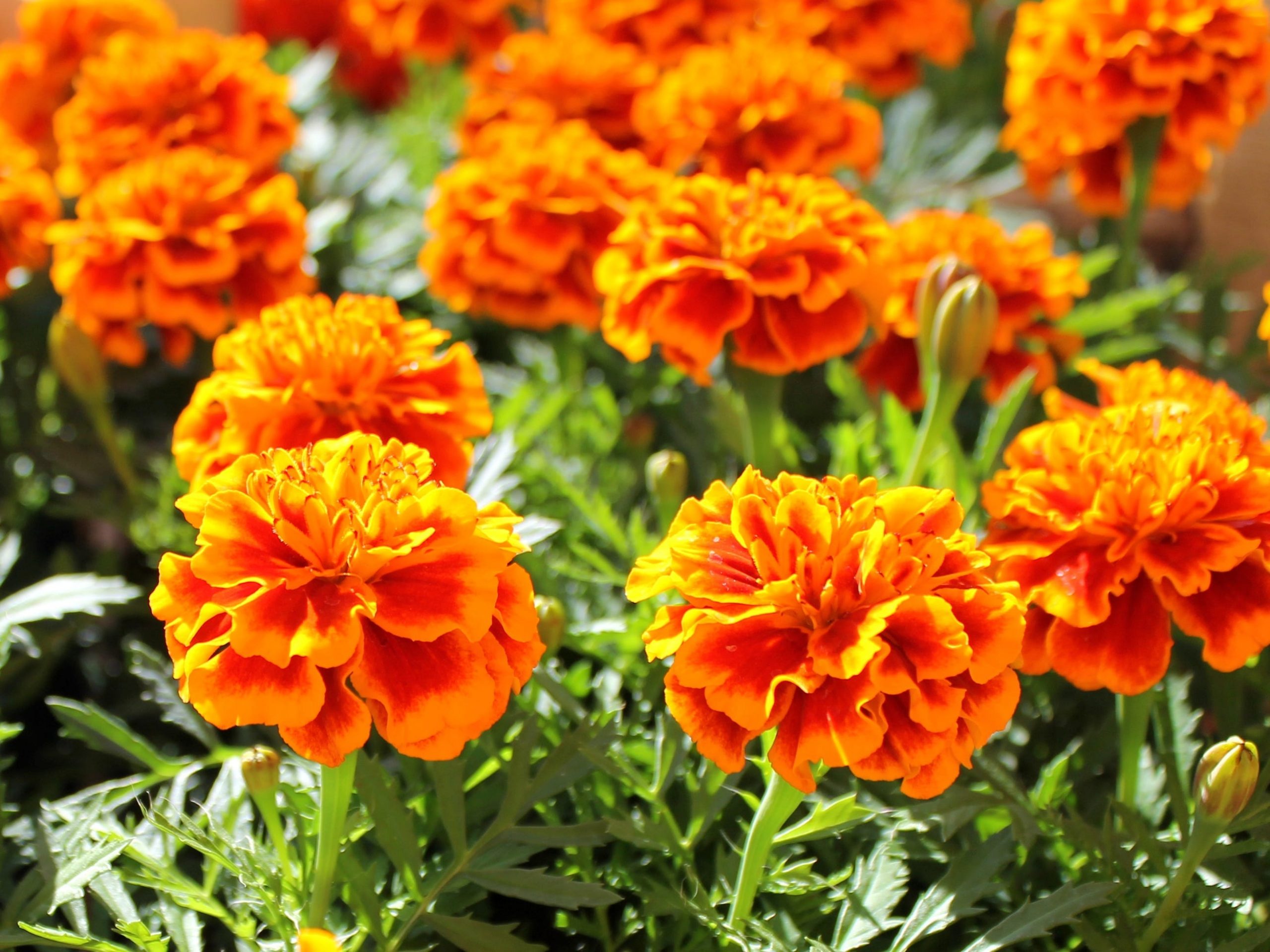 Orange marigold flowers