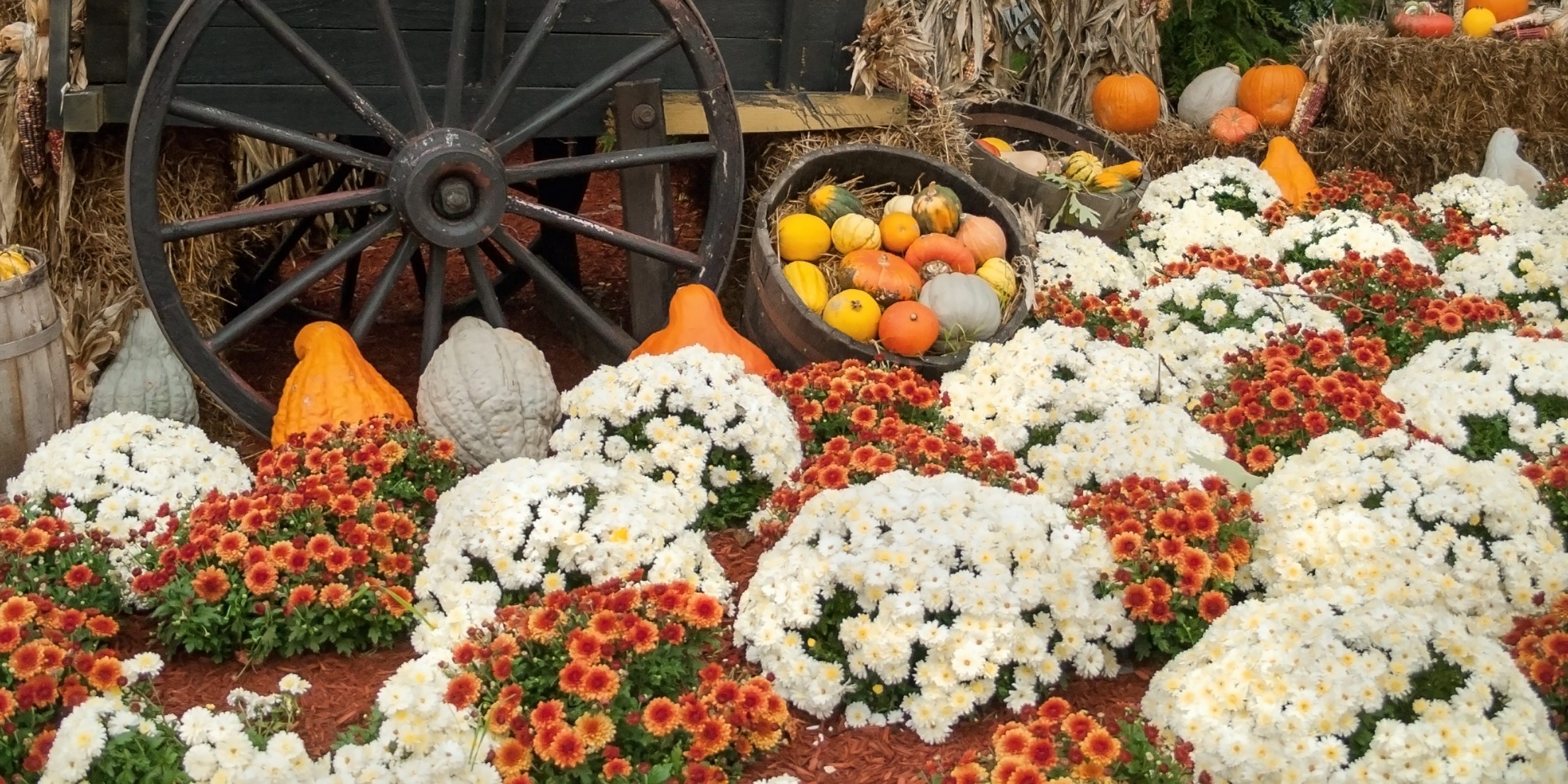 Fall flowers planted next to a wooden cart of pumpkins