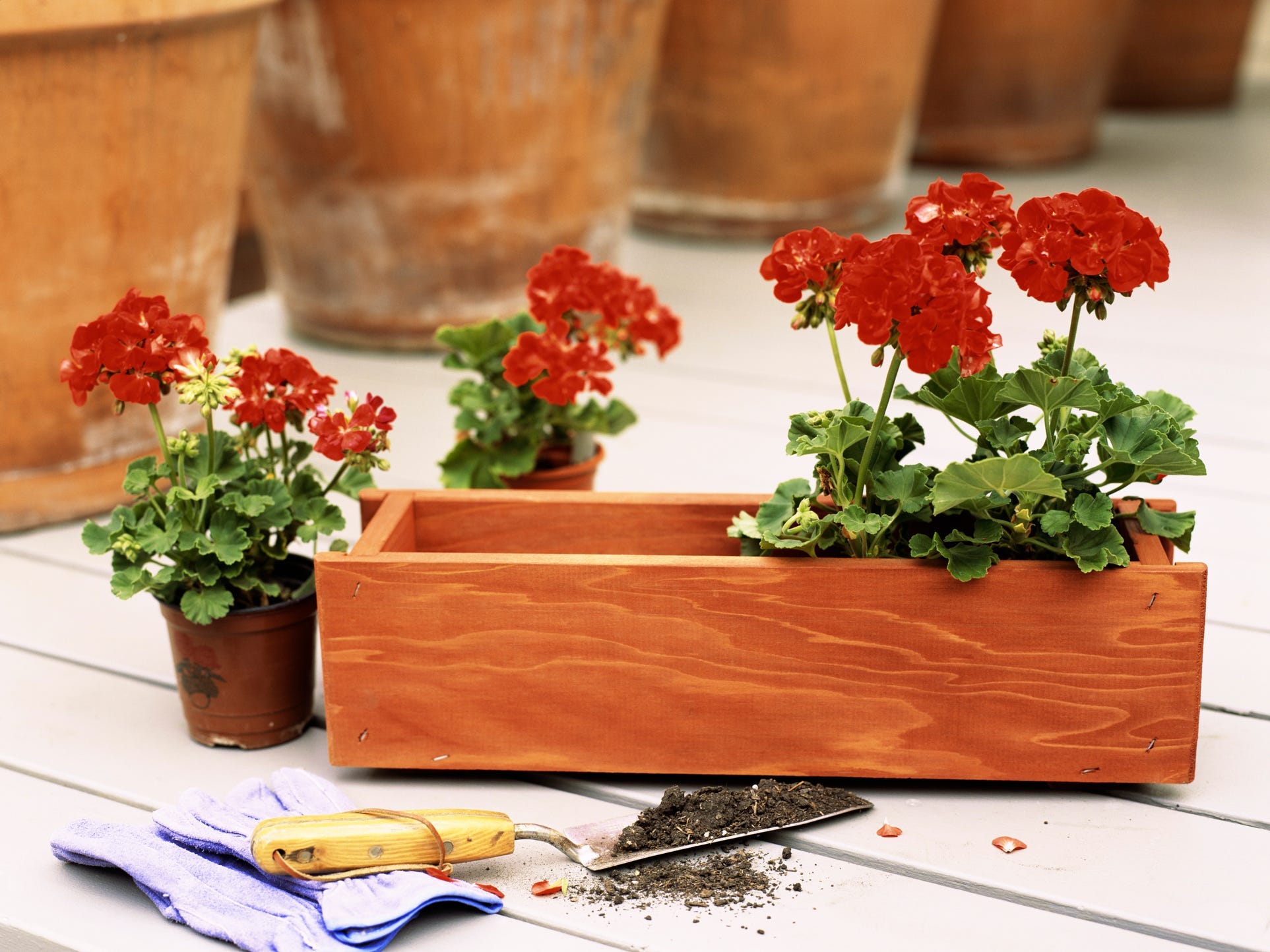 A planter box with red flowers.