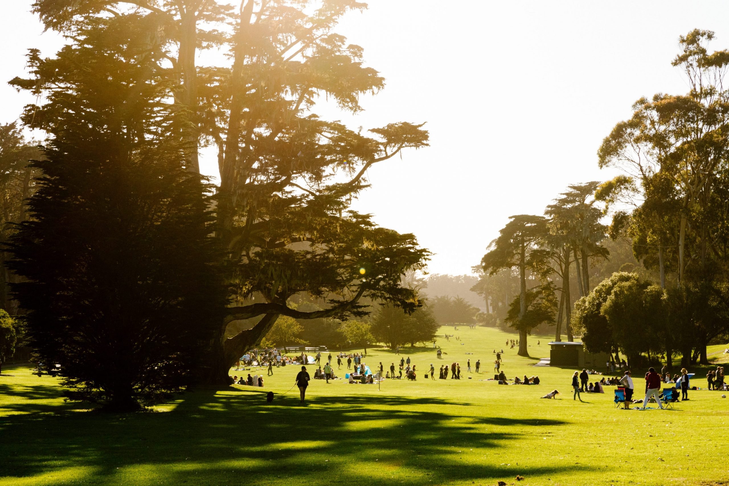 A shot of an open field at Golden Gate Park in San Francisco