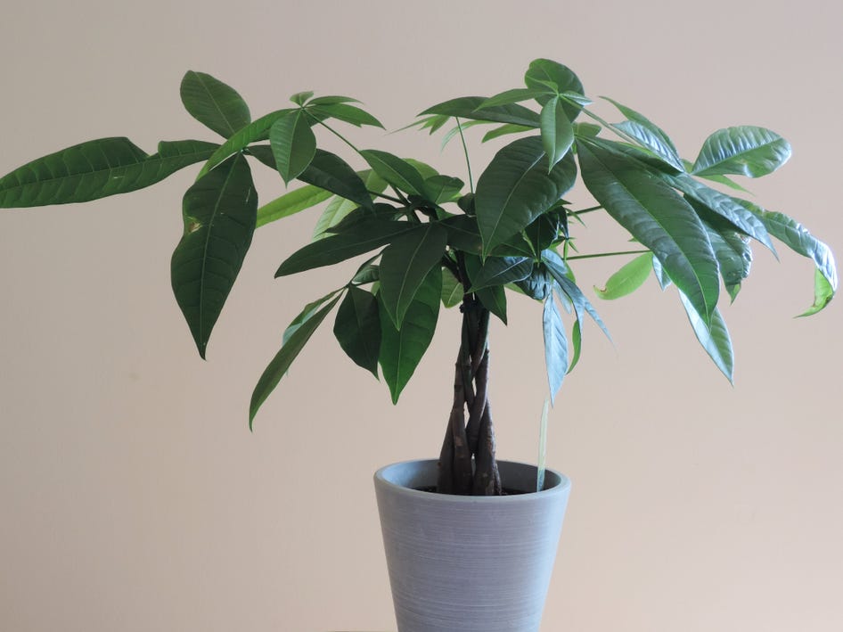 A money tree plant in a white pot.