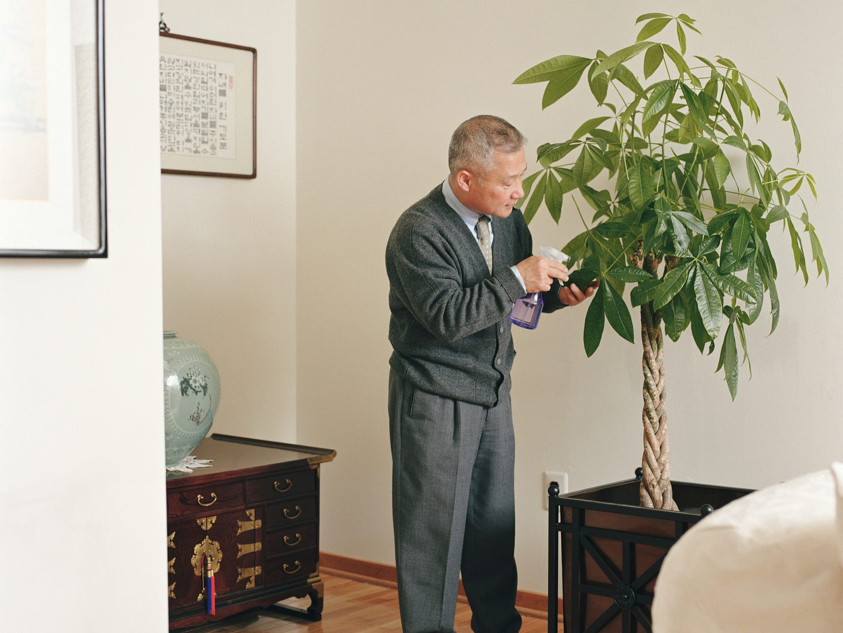 An elderly man misting a money tree.