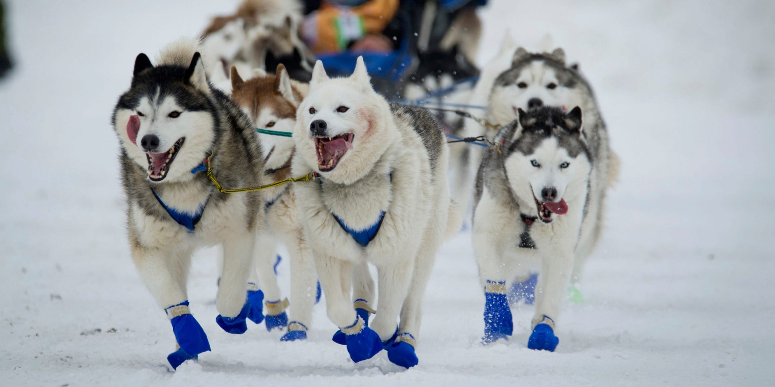 FILE - In this March 3, 2018, file photo, Eagle River, Alaska musher Tom Schonberger's lead dogs trot along Fourth Avenue during the ceremonial start of the Iditarod Trail Sled Dog Race in Anchorage, Alaska. The world's foremost sled dog race kicks off its 47th running this weekend on Saturday, March 2, 2019, as organizers and competitors strive to push past a punishing two years for the image of the sport. Some of the drama has been resolved for Alaska's Iditarod Trail Sled Dog race. (AP Photo/Michael Dinneen, File)