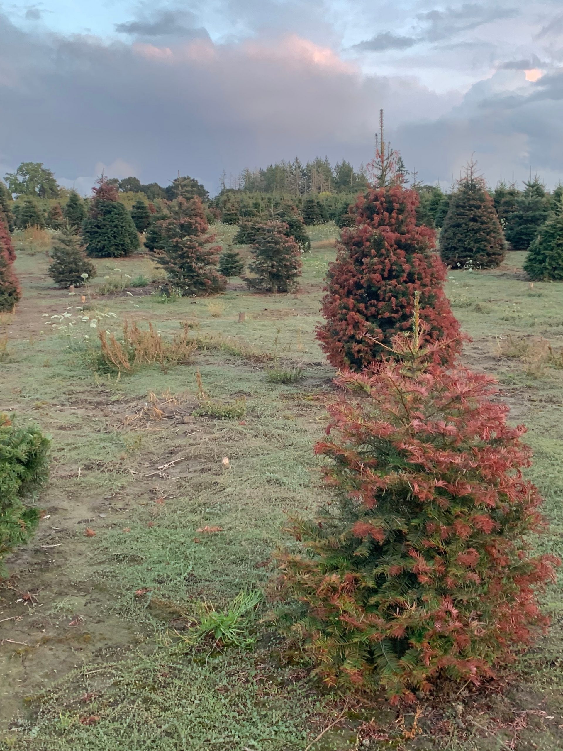 Damaged trees at Dana and Matt Furrow's farm.