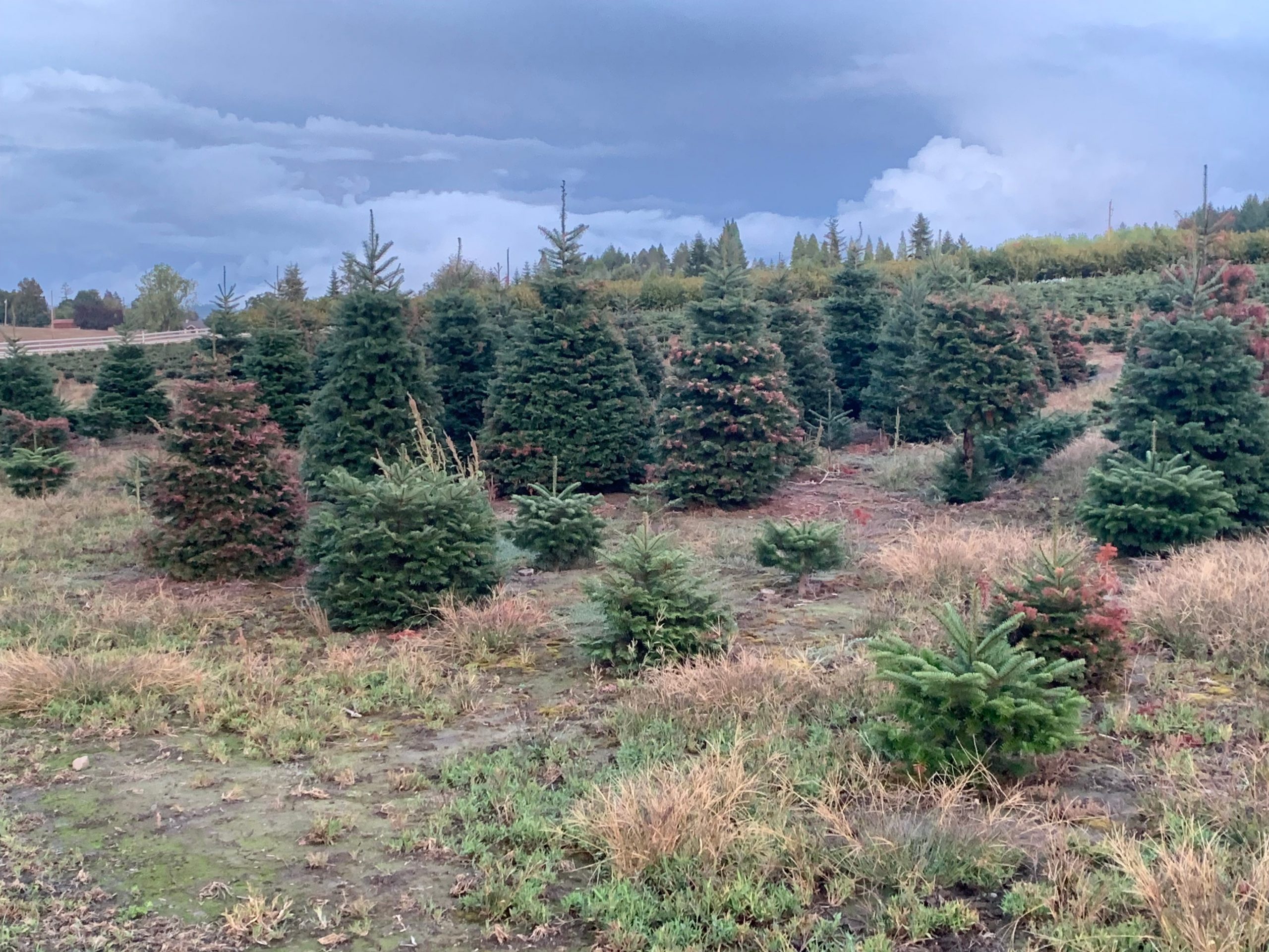 Trees at Dana and Matt Furrow's farm.