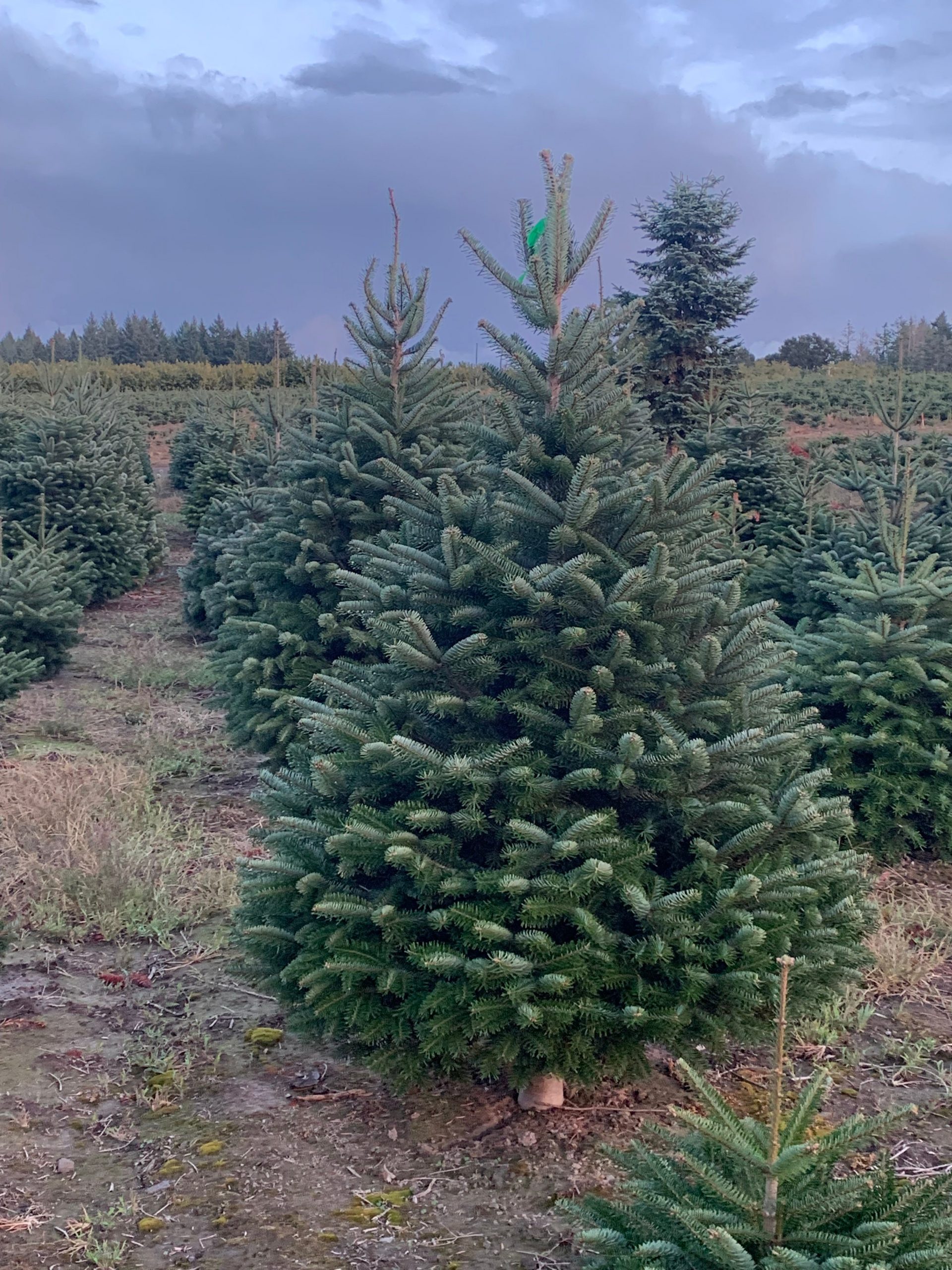 Trees at Dana and Matt Furrow's farm.