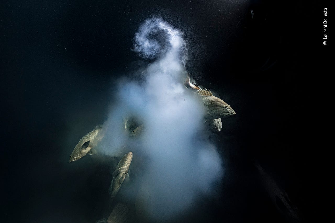 brown fish swimming in cloud