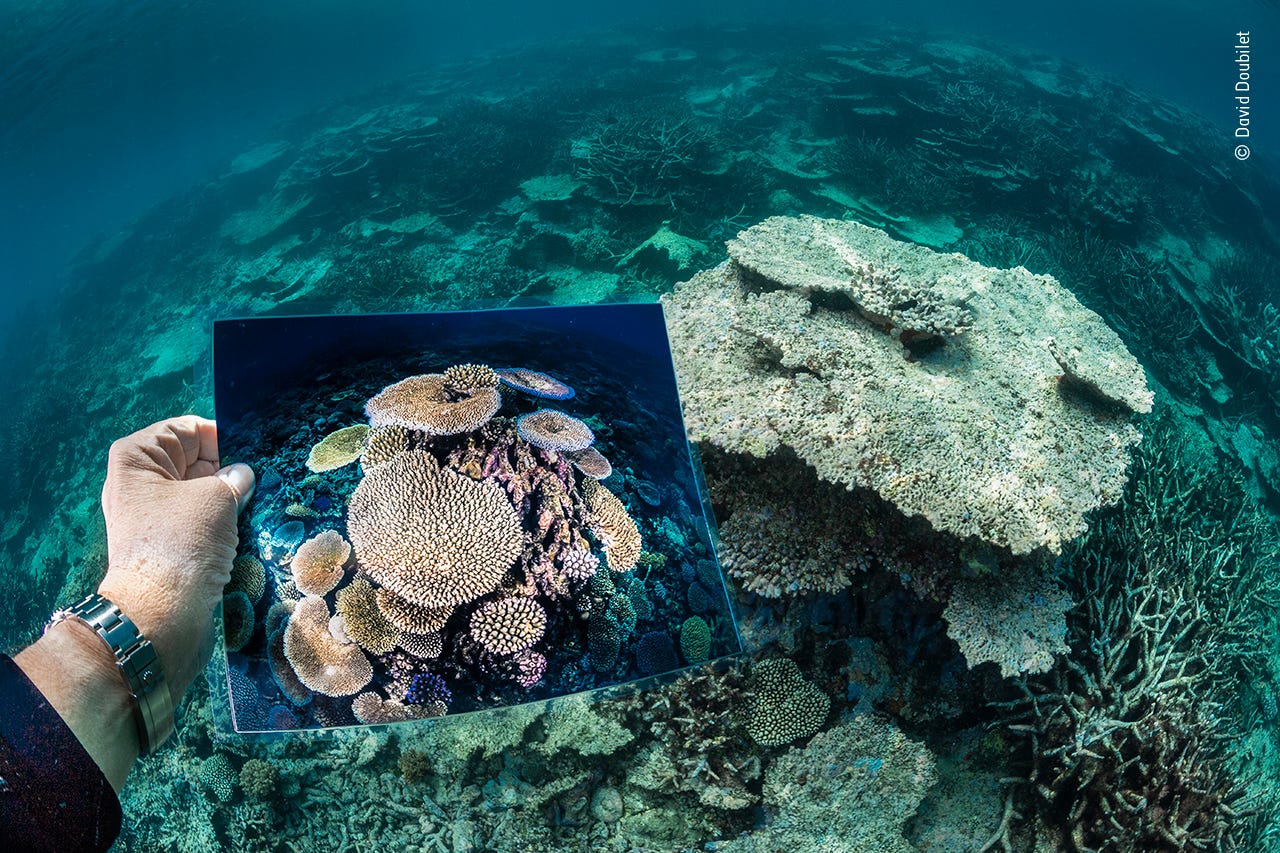 dead coral reef with a hand holding a photo of previously vibrant colorful corals